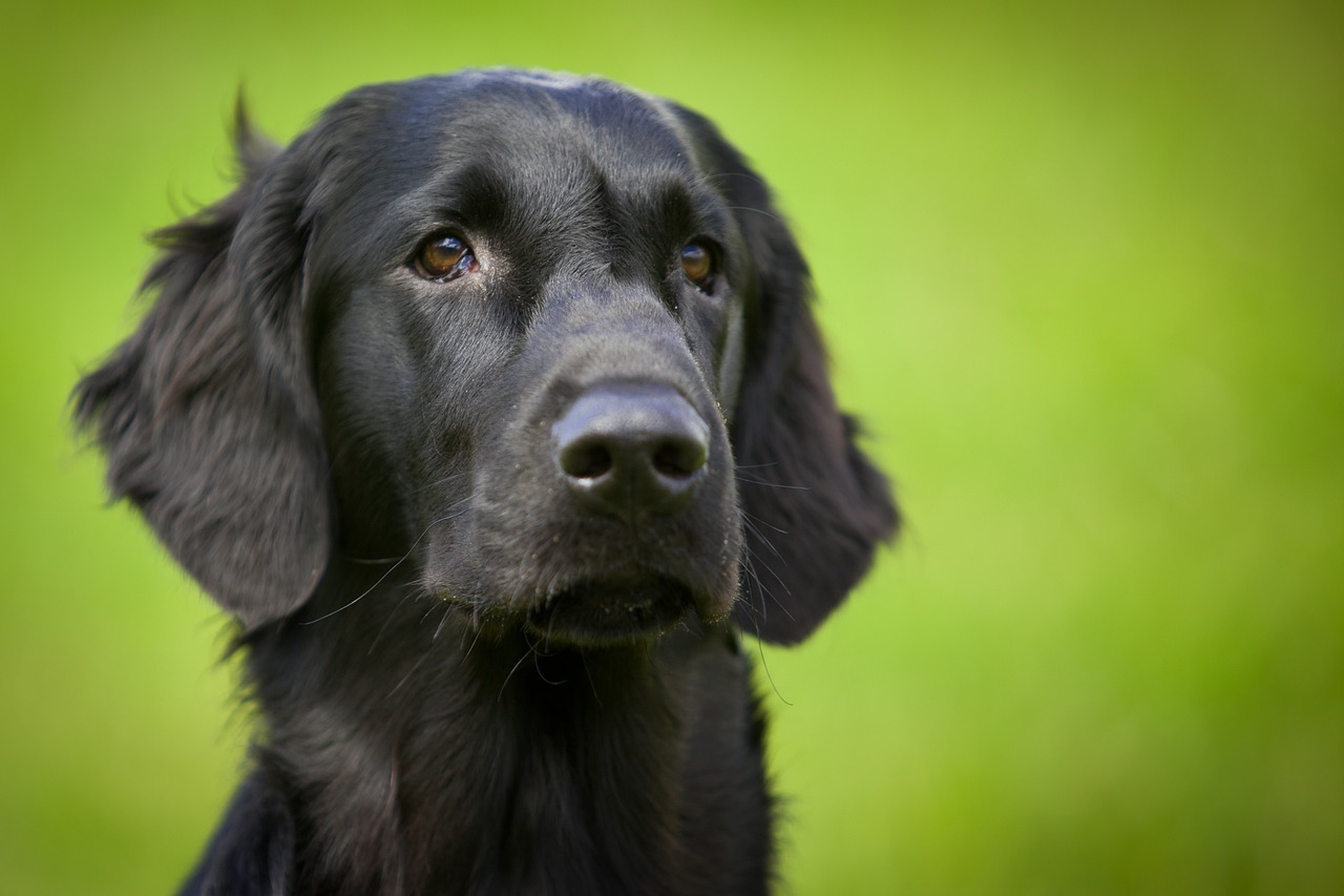 flatcoated retriever dog animal free photo