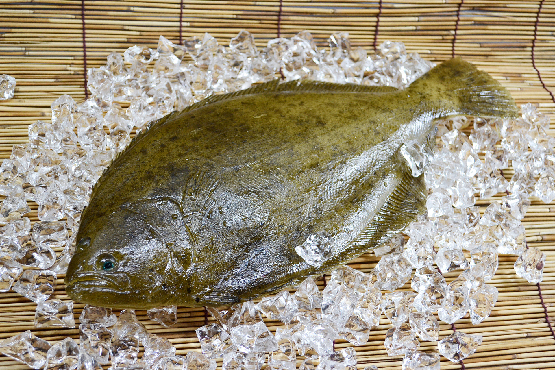flatfish left‐eyed flounder plaice free photo