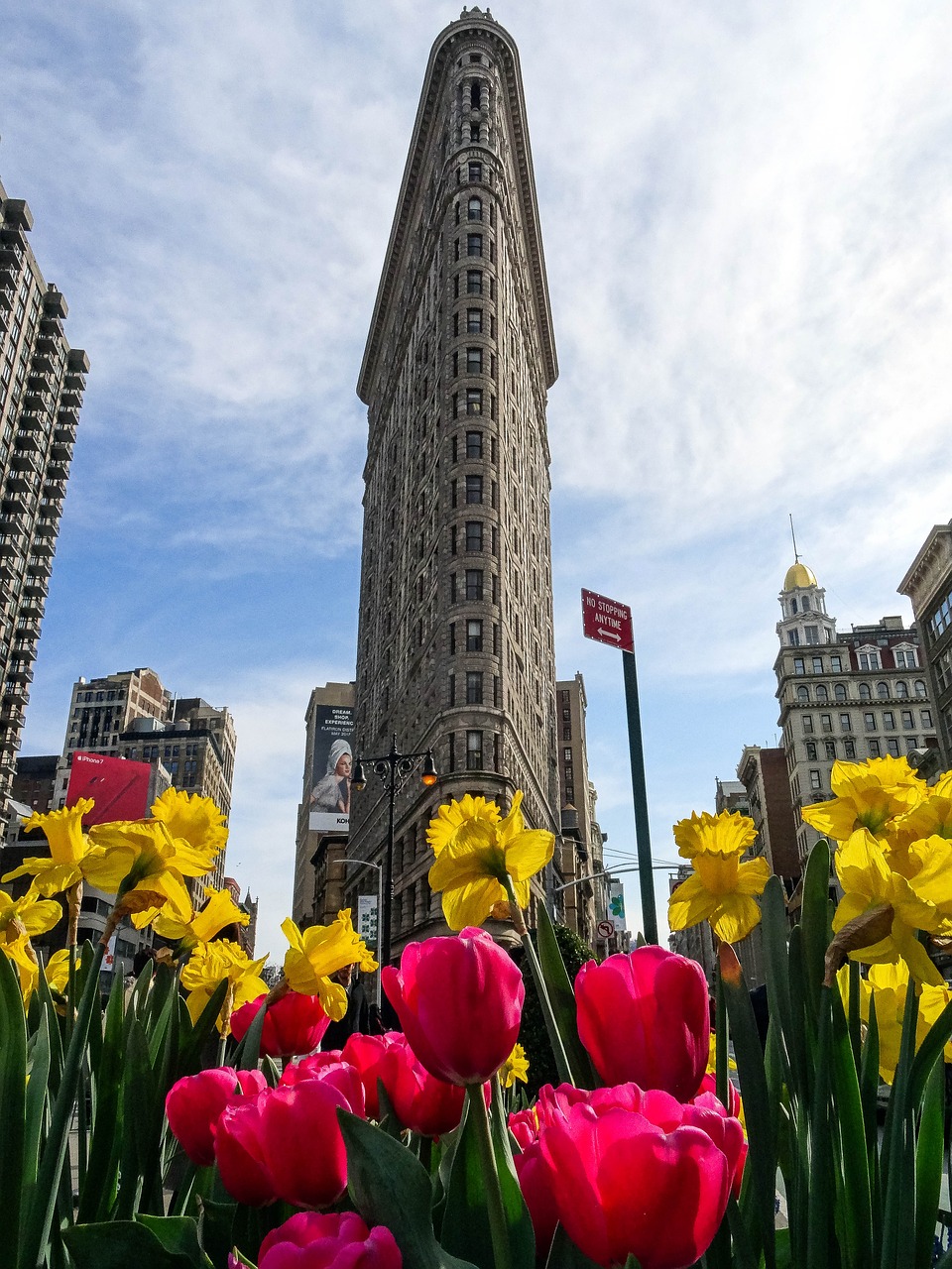 flatiron tulip city free photo