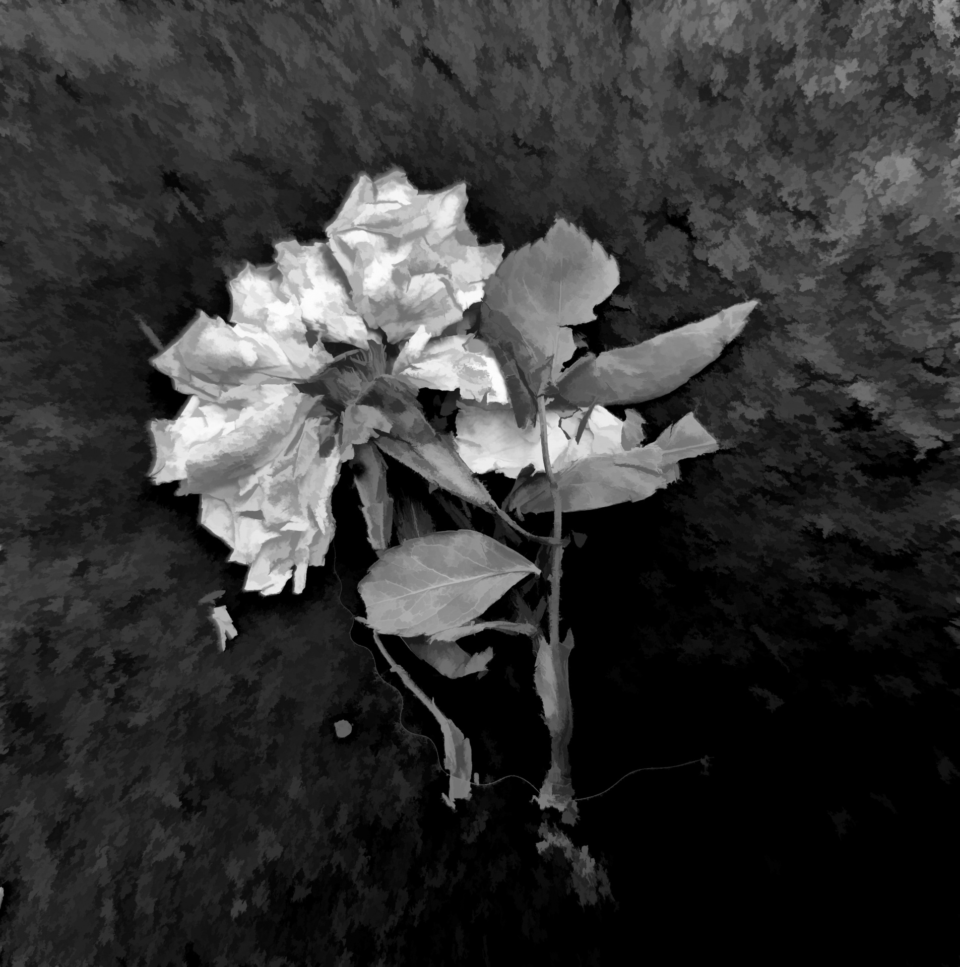flower flat white free photo