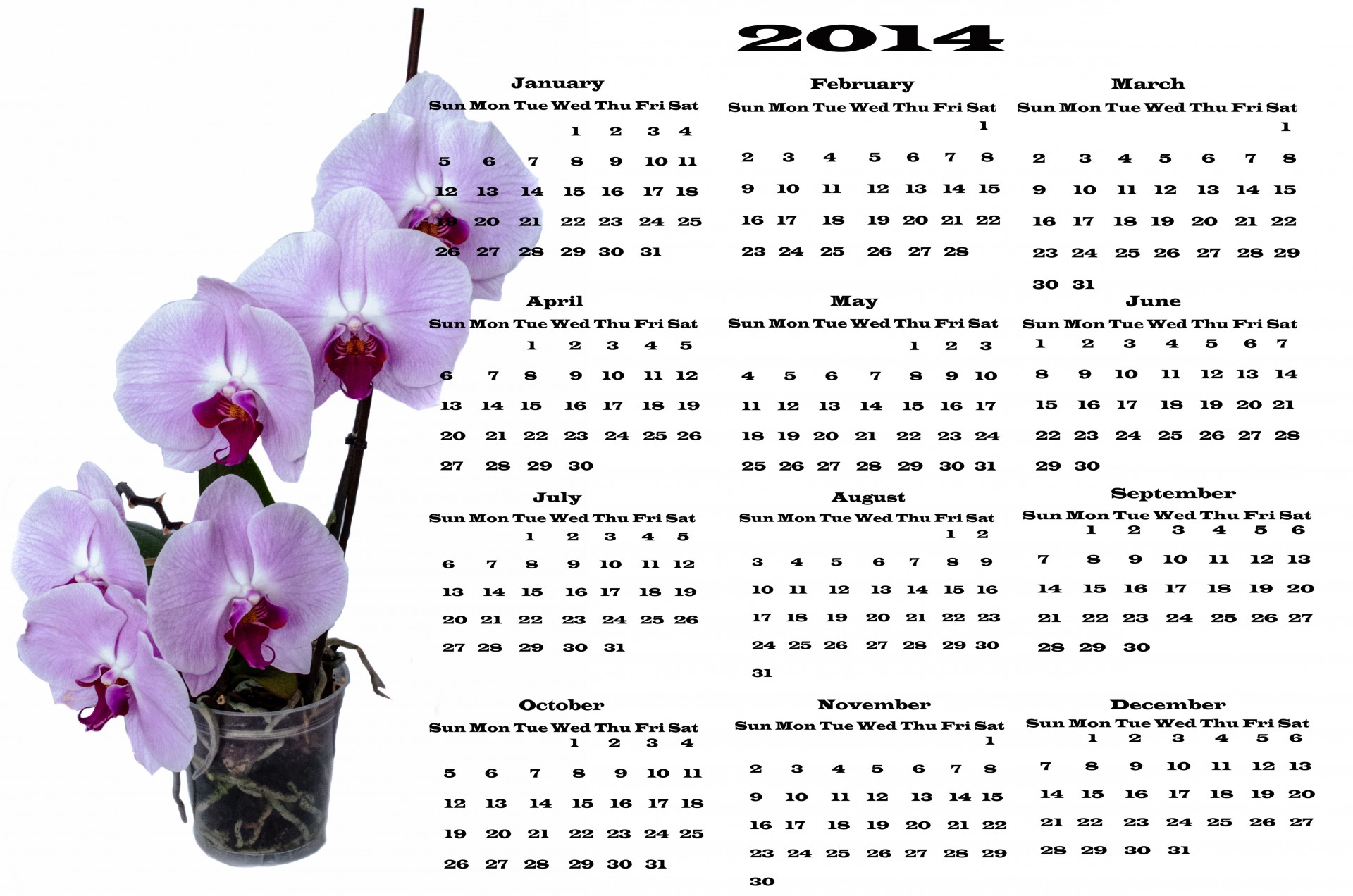 Календарь комнатных растений на сентябрь 2024 года 2014,flowers,orchid,calendar,date - free image from needpix.com