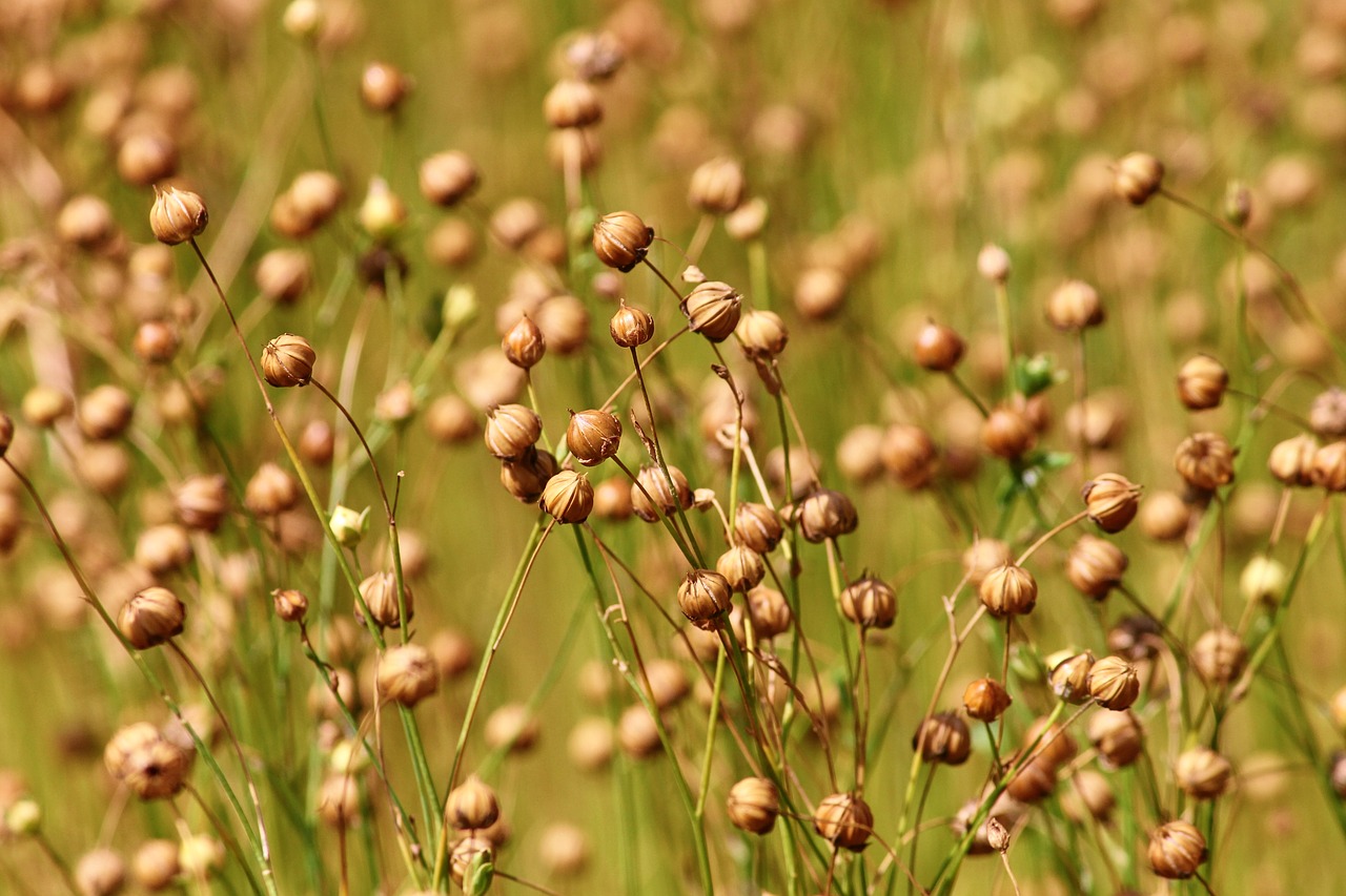 flax  linum usitatissimum  encapsulate free photo