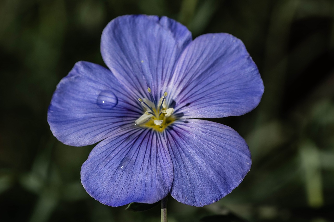 flax  blue  flower free photo