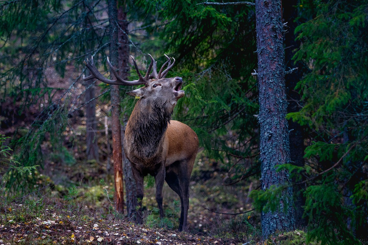 flay red deer norway free photo