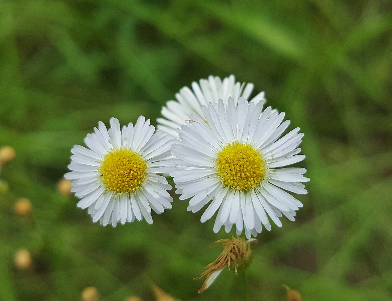 fleabane flowers wildflowers free photo