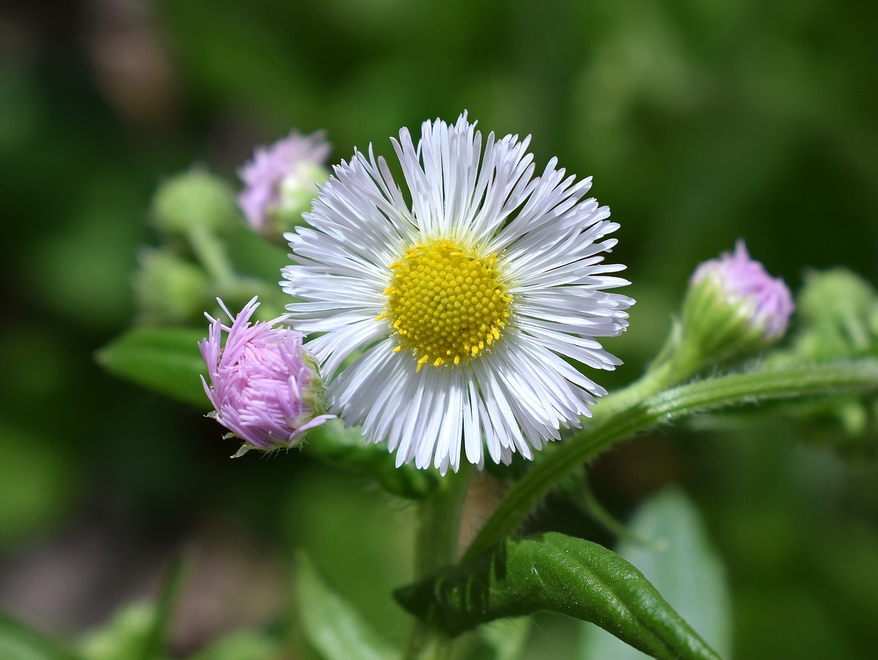 fleabane wildflower medicinal free photo