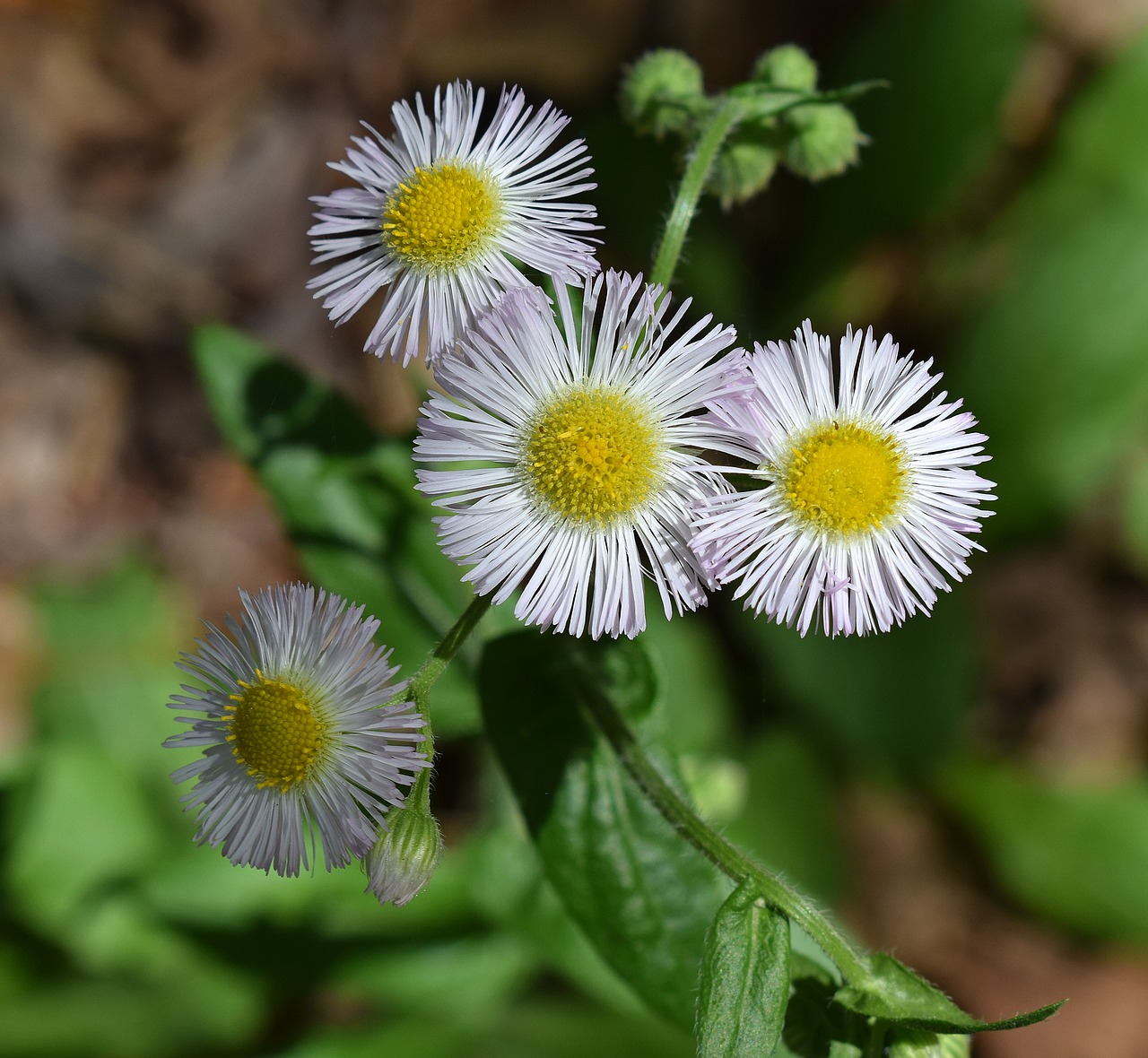 fleabane wildflower medicinal free photo