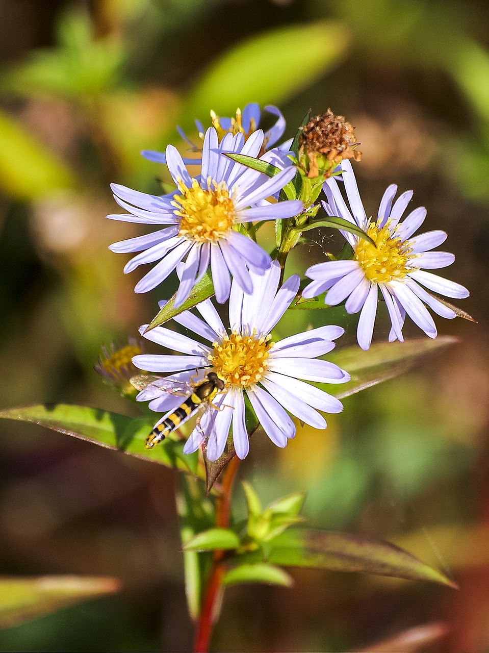 fleabane flower blossom free photo