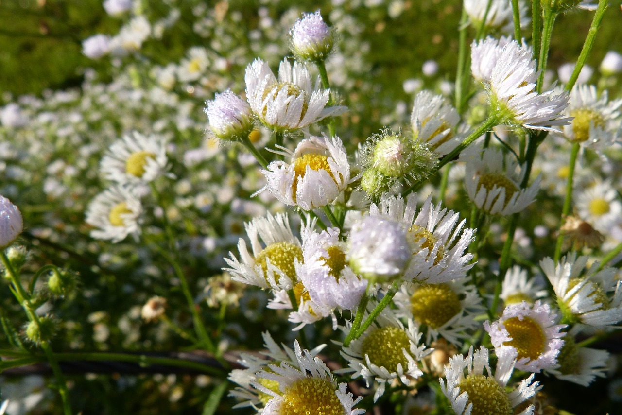 fleabane dew dewdrop free photo