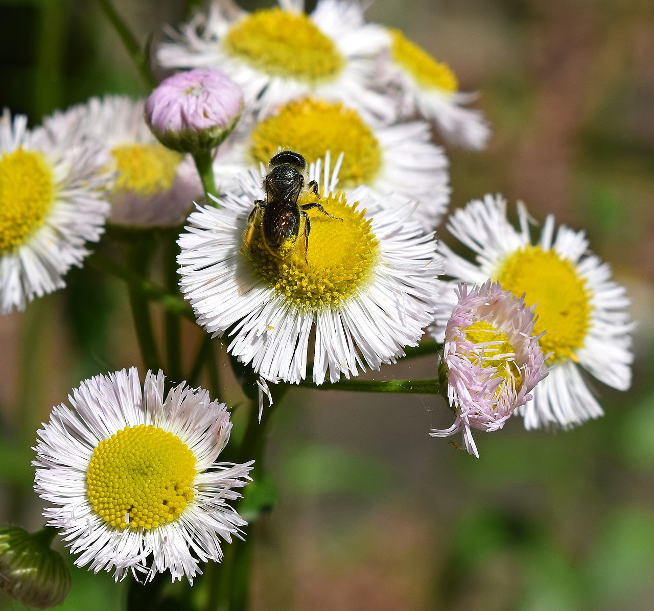 fleabane and bee honey bee pollen-laden free photo