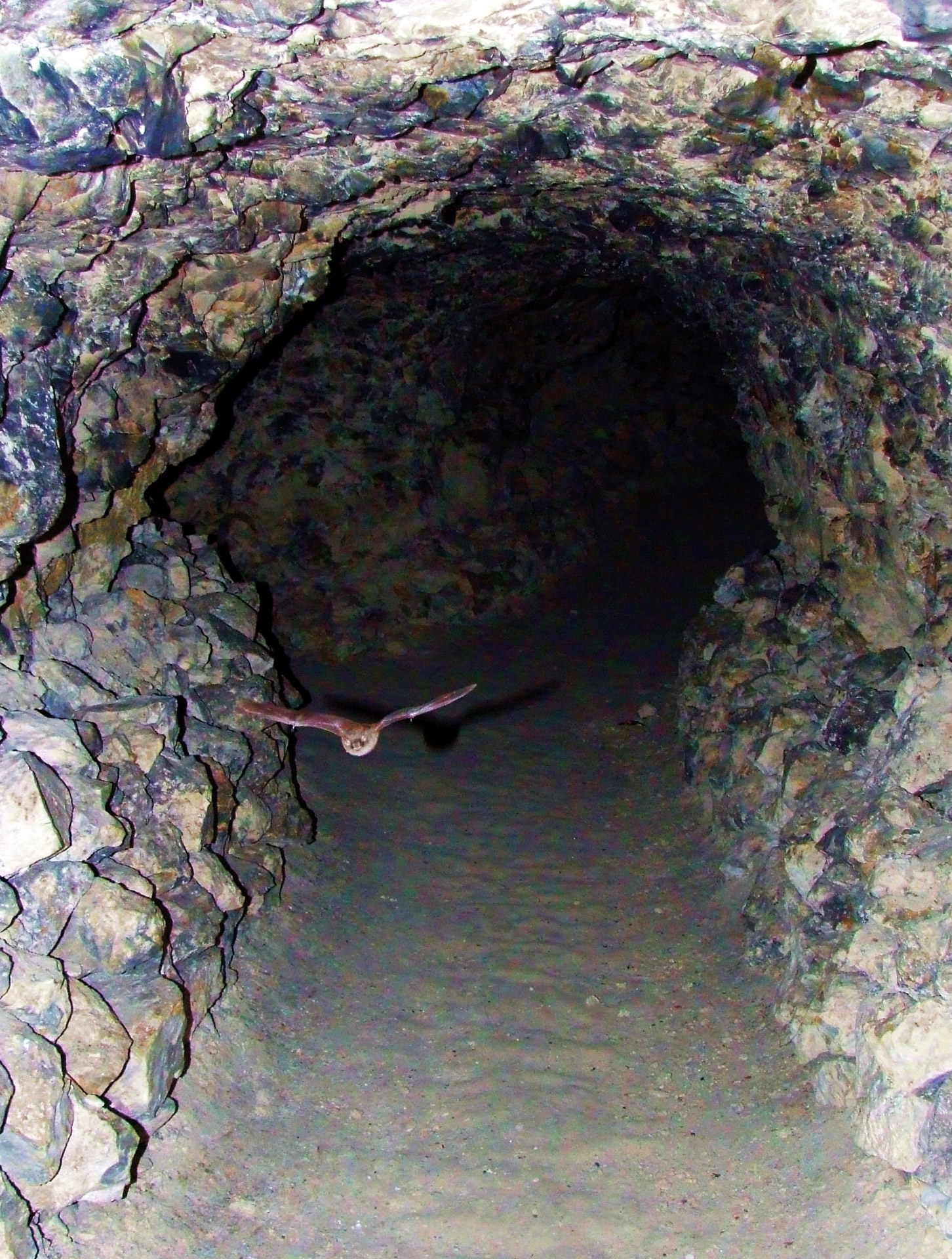 cave bat lime pits underground free photo