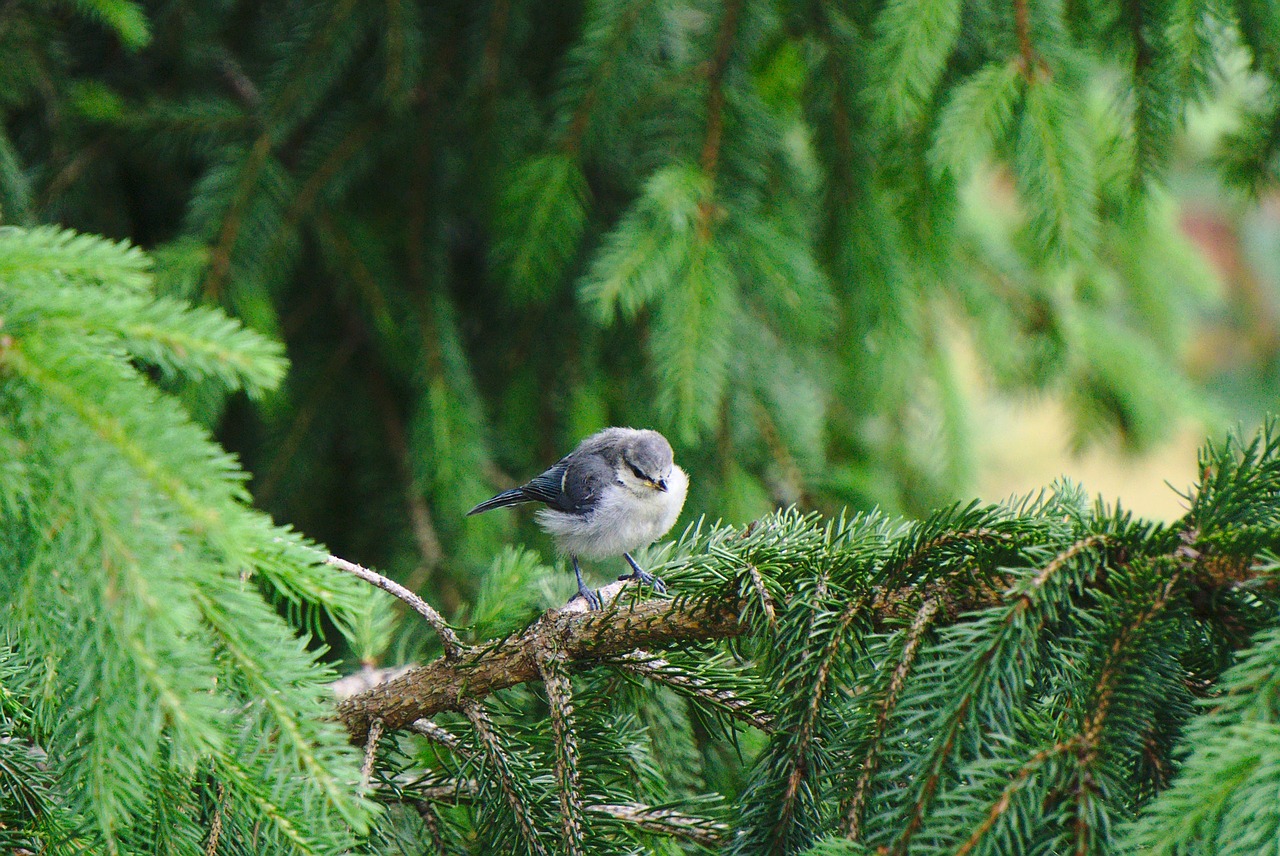 fledgling blue tit fir free photo