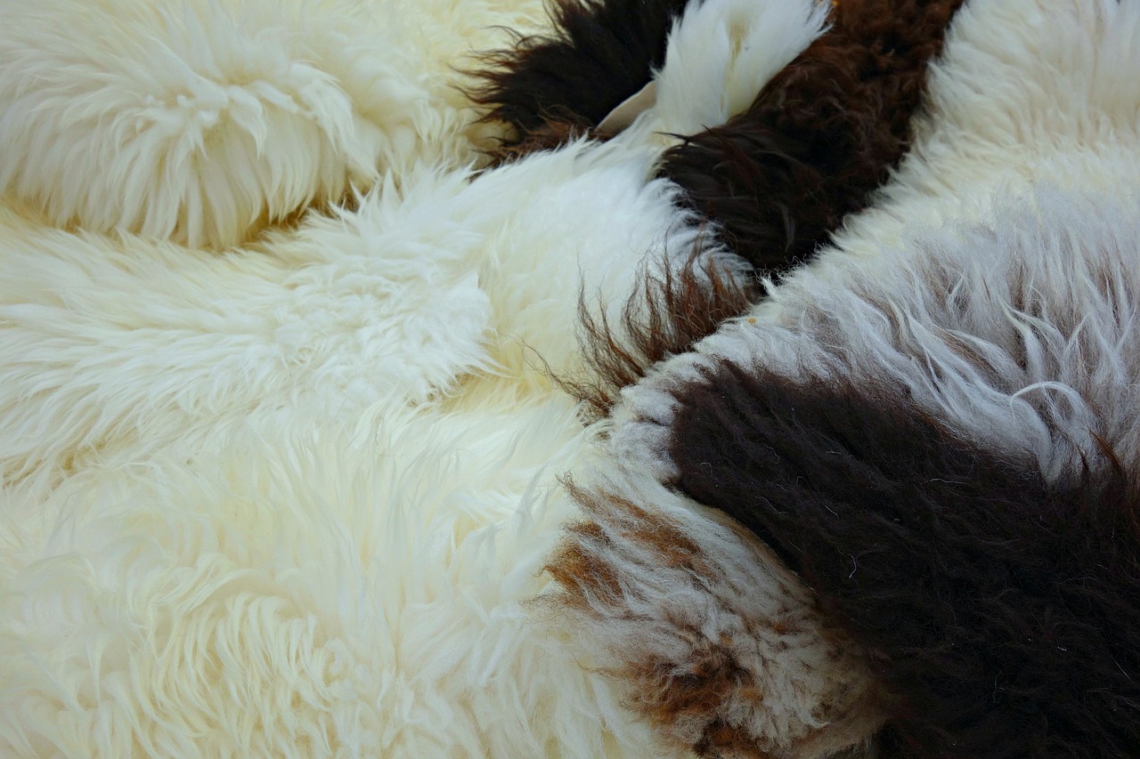 fleece hide wool free photo