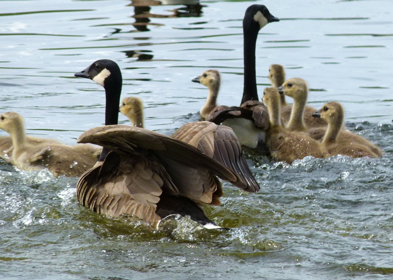 fleeing canada geese brood free photo