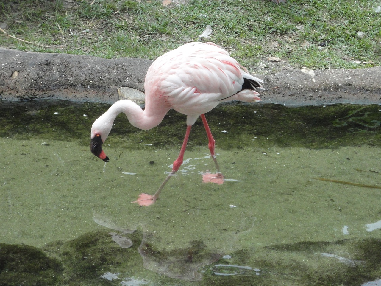 flemish bird pink free photo