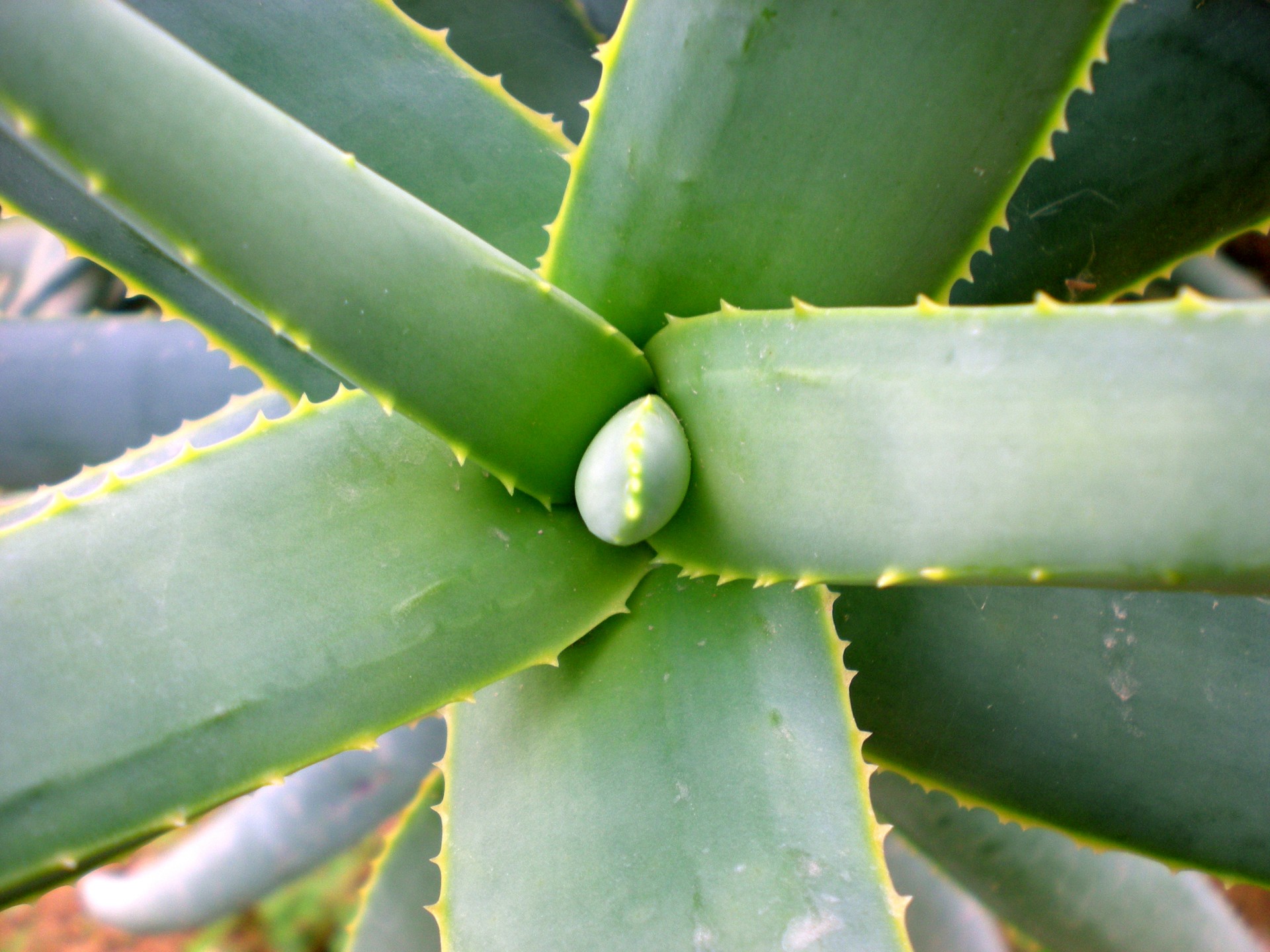 succulent cactus leaves free photo