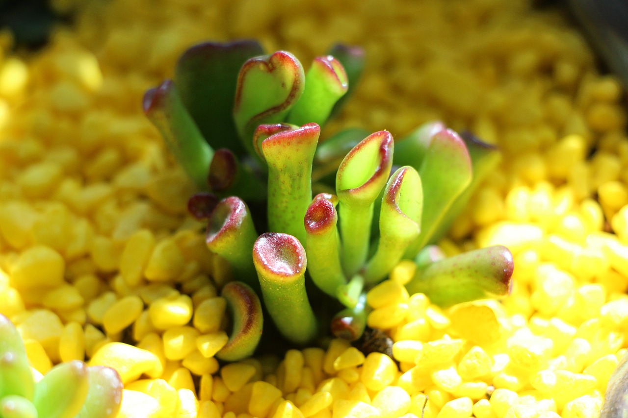 fleshy in this a fleshy plant flowers free photo