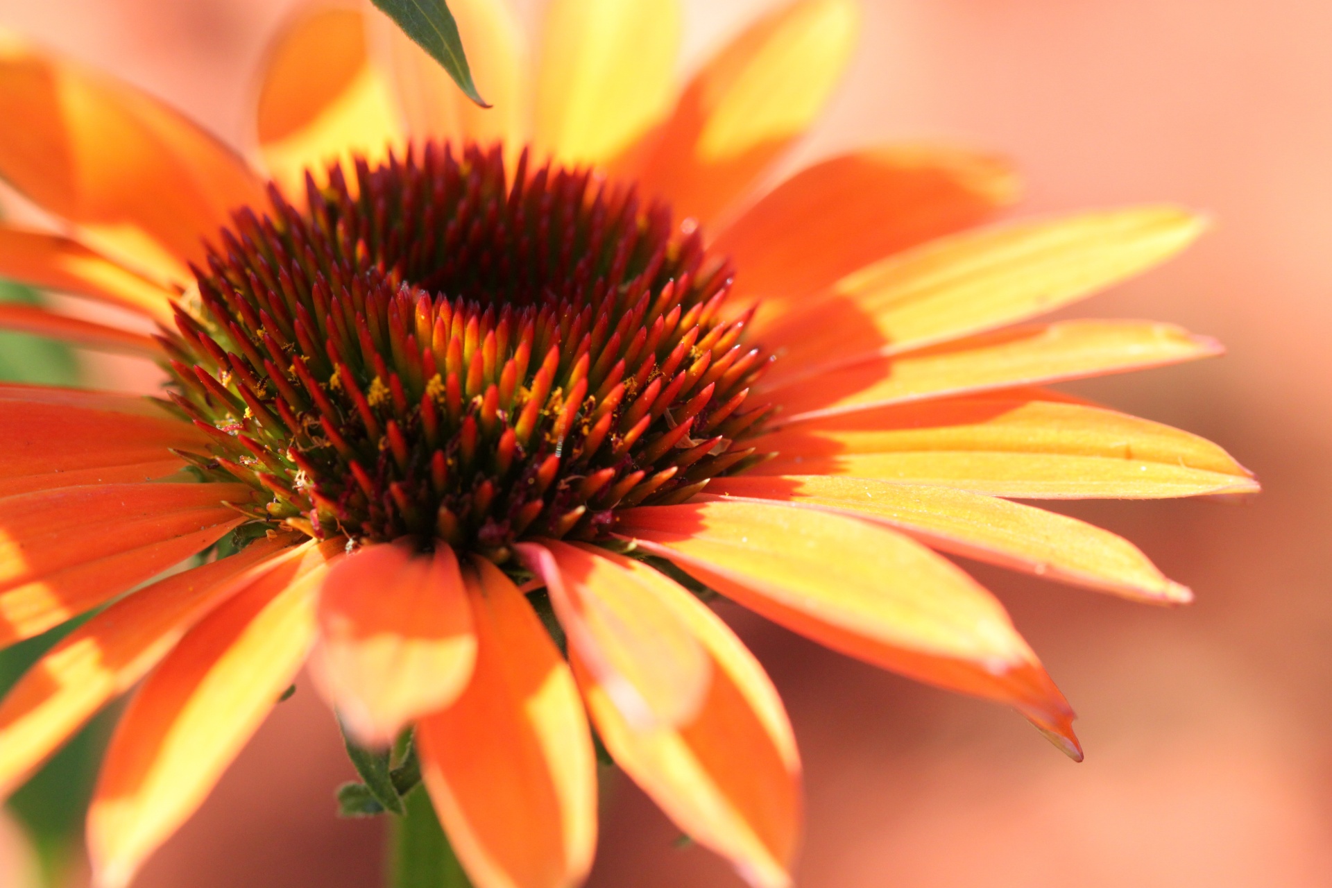 flower heart macro free photo