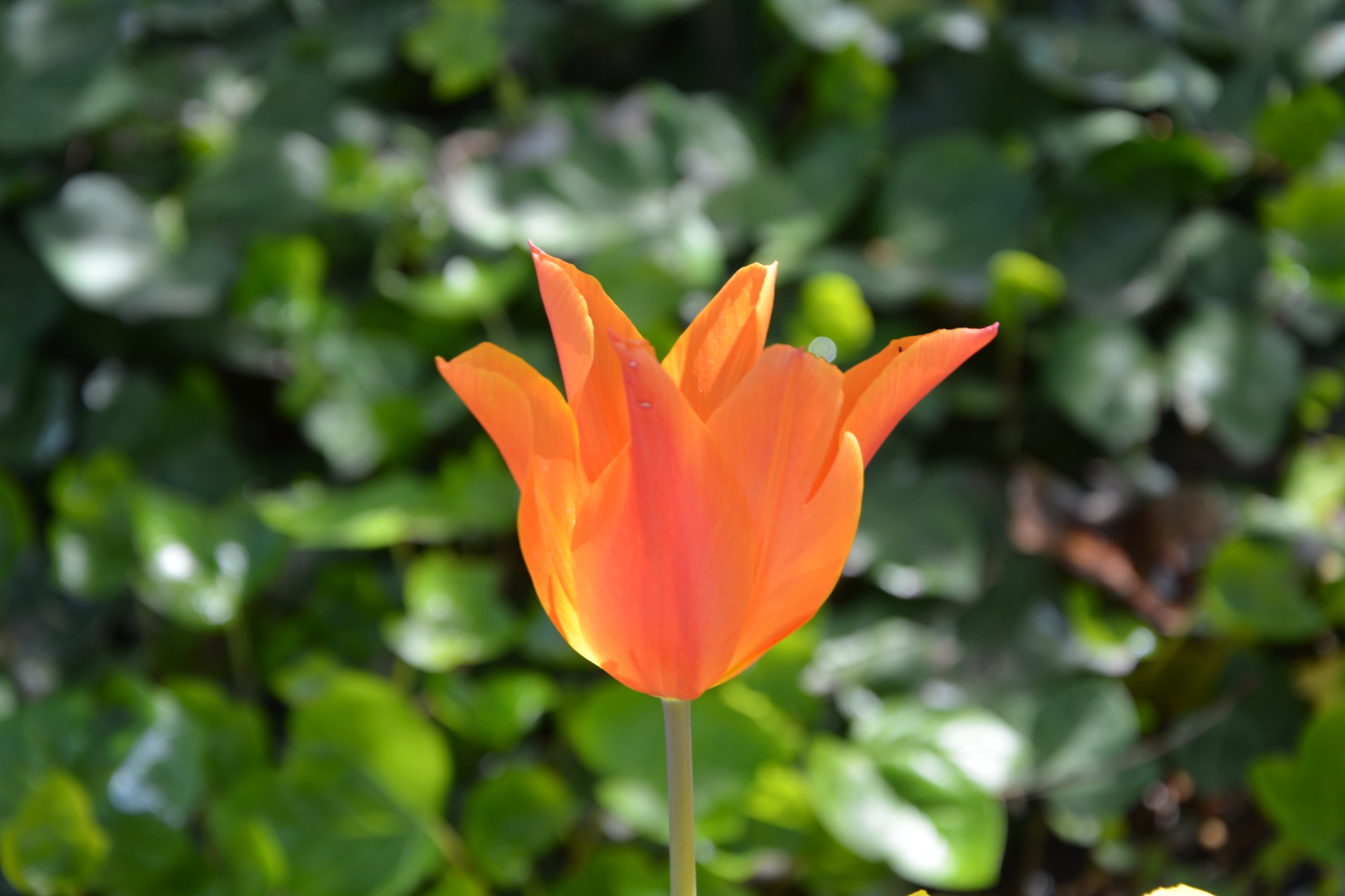 tulip flower spring nature orange color free photo