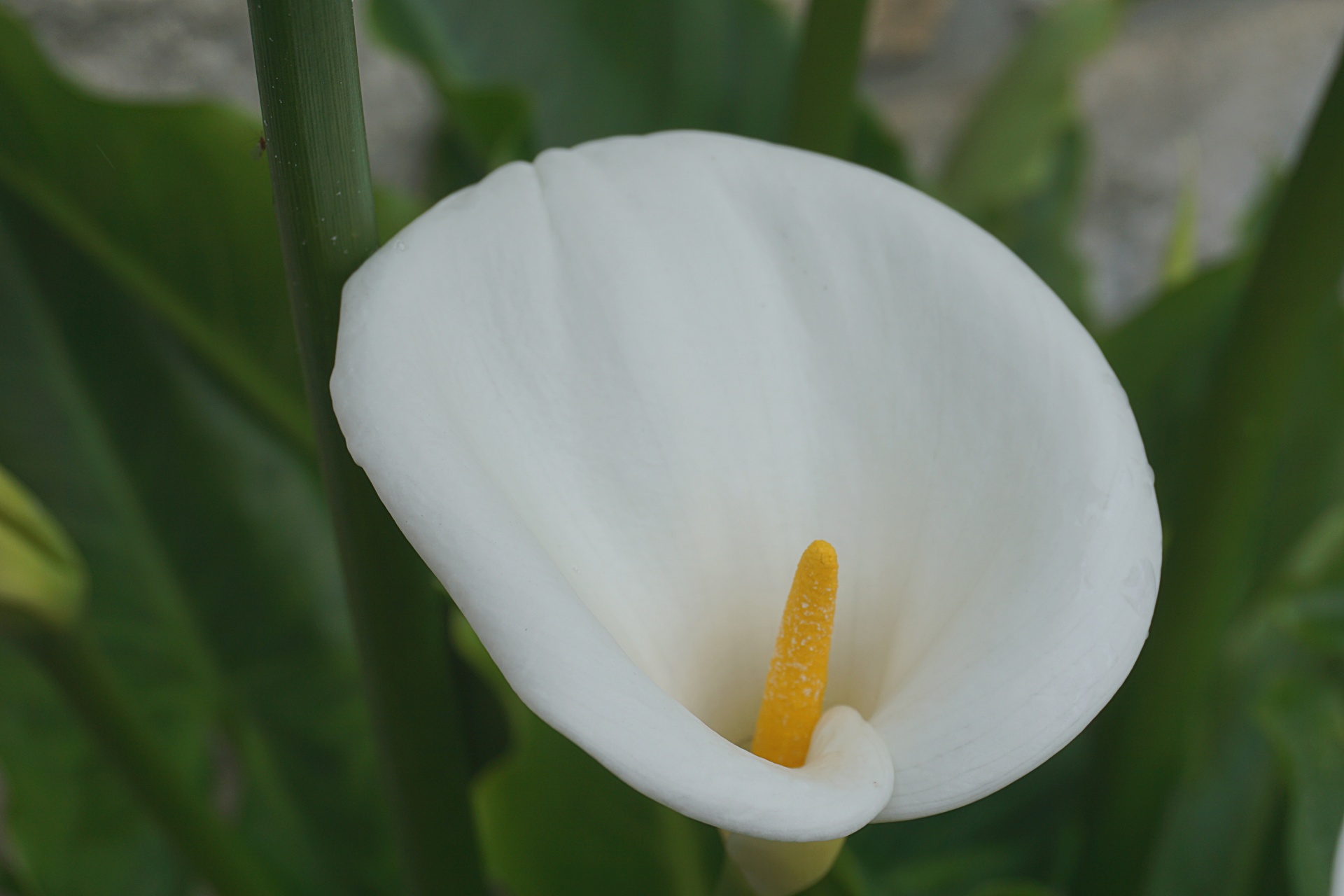 flower arum flora free photo