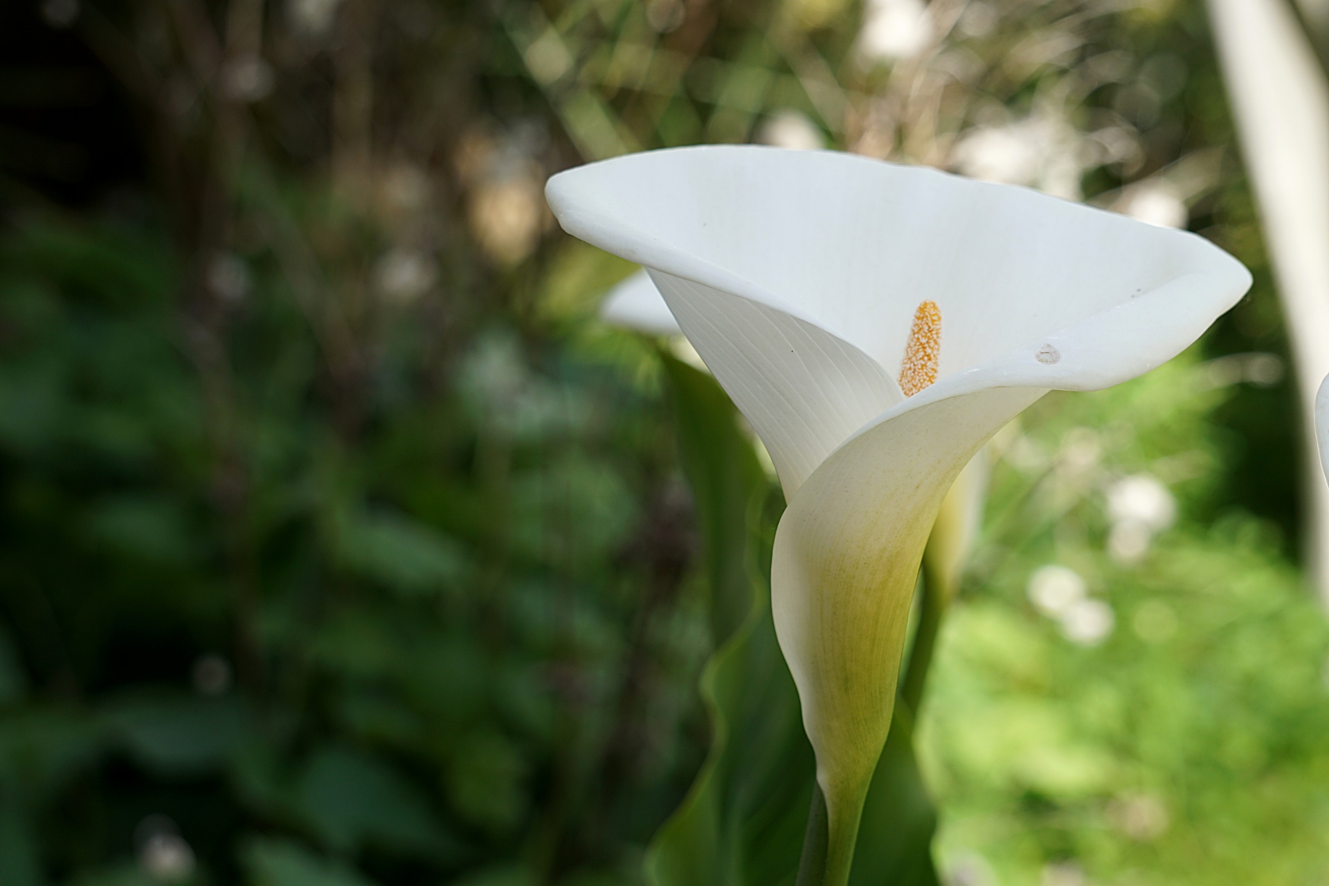 arum flora flowering free photo