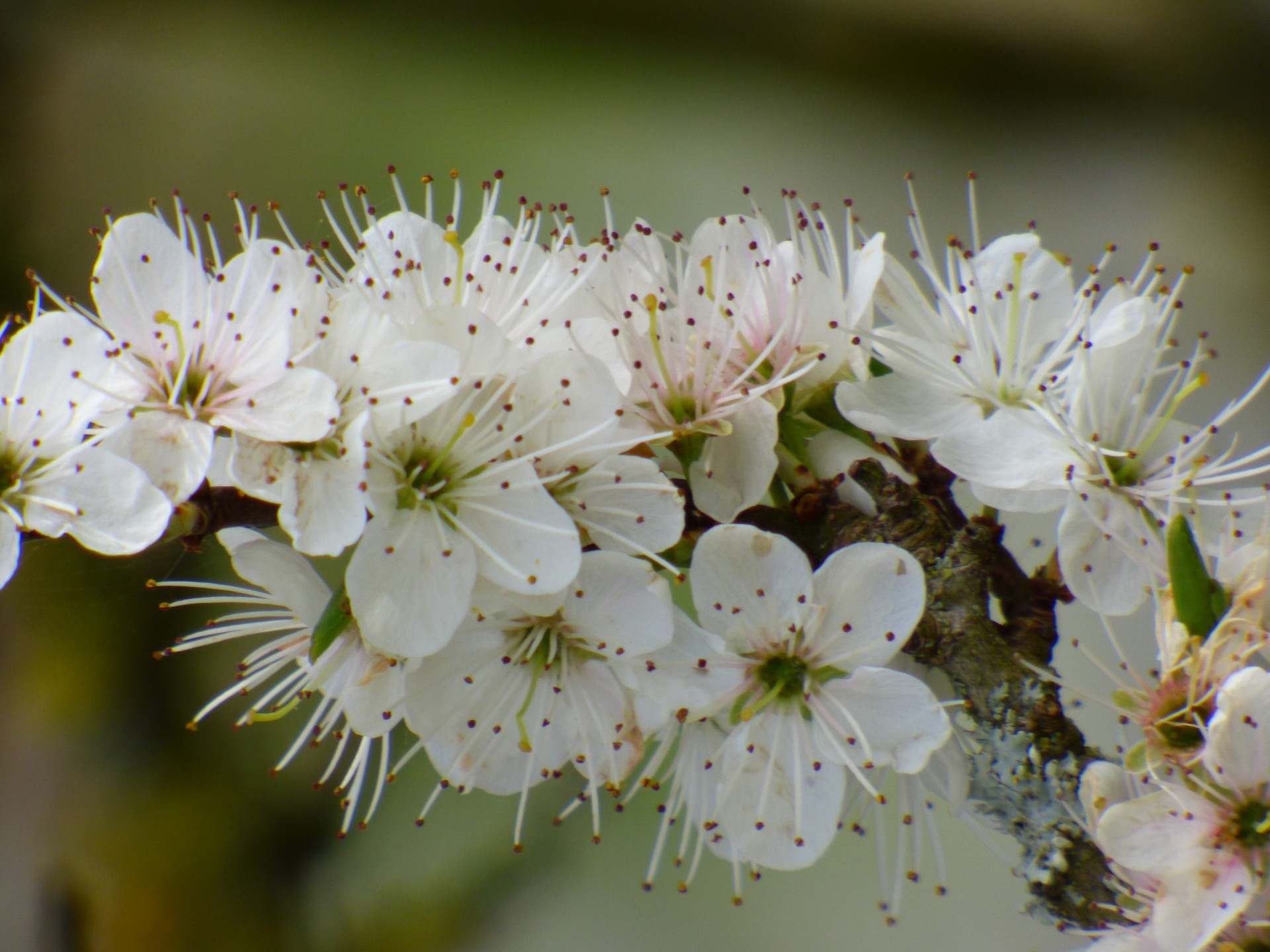 flower stem spring free photo