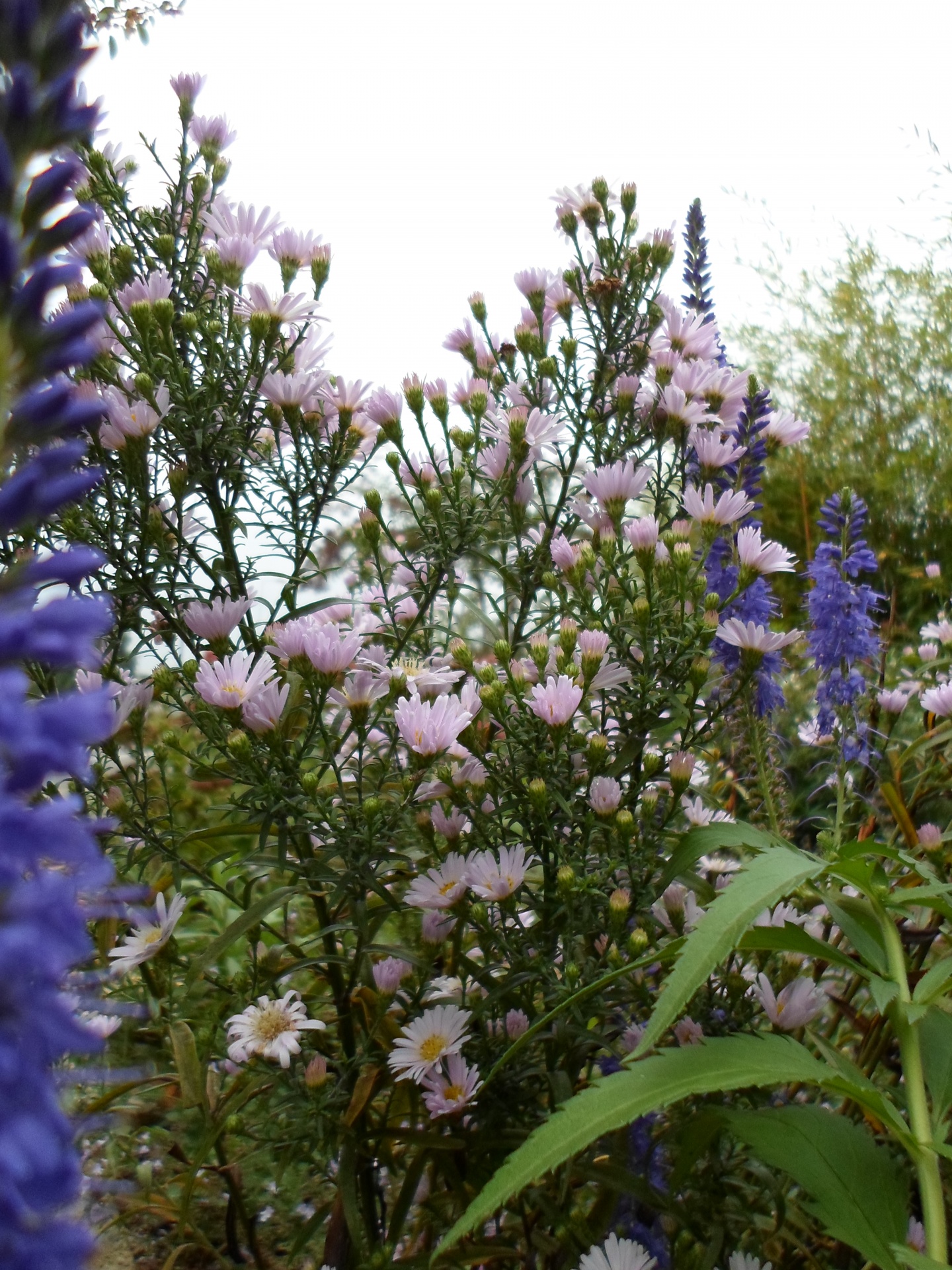 blue flower blue free photo