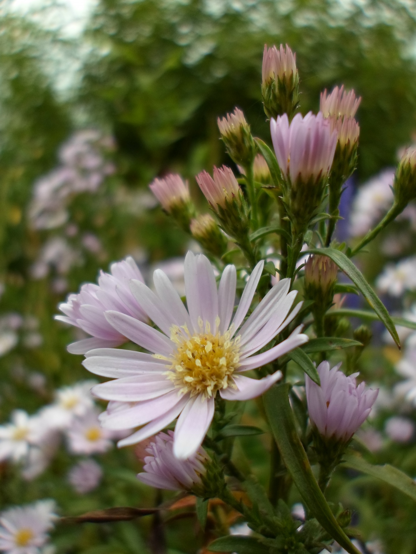 white flowers white free photo