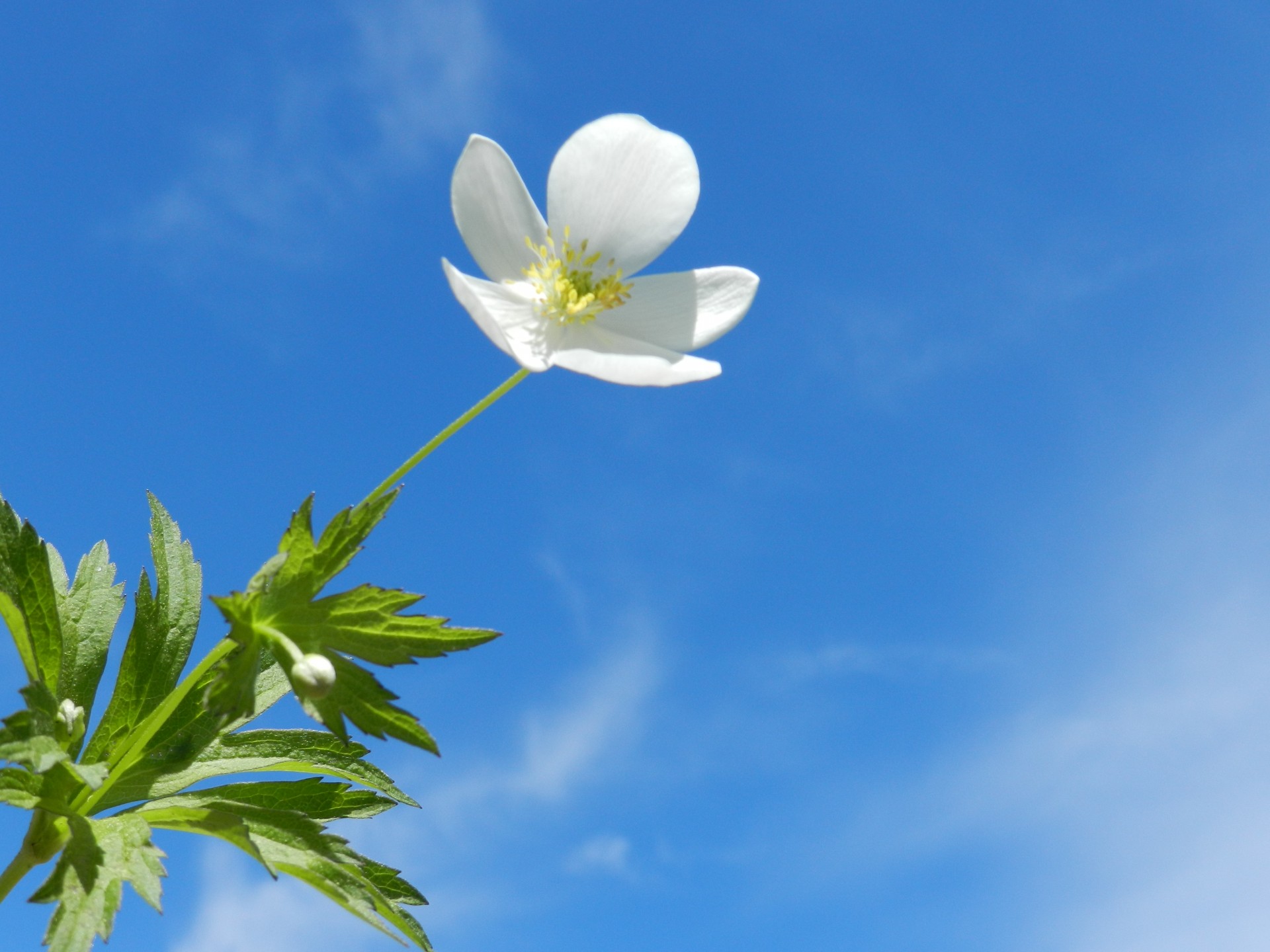 flower white sky free photo