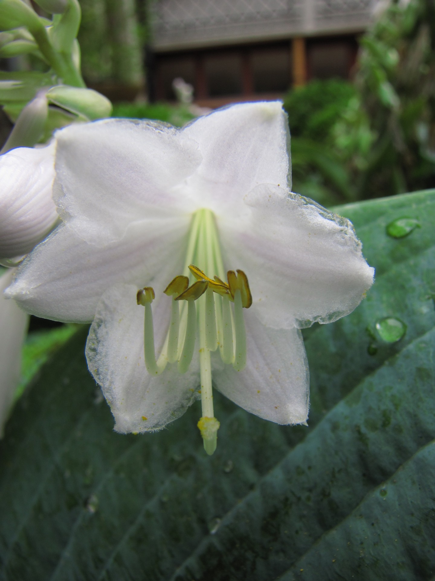 flower plant white free photo