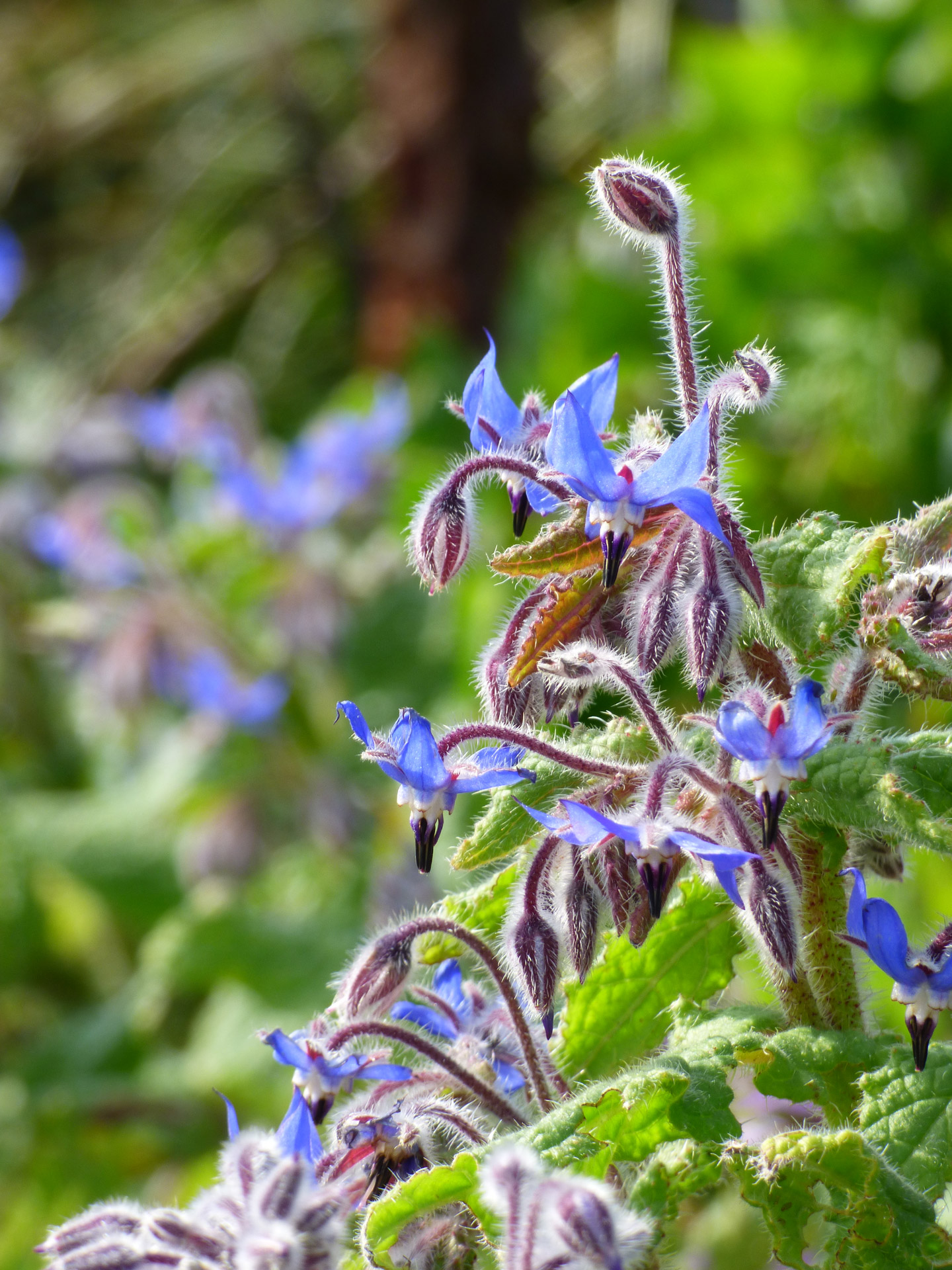 flower stem spring free photo