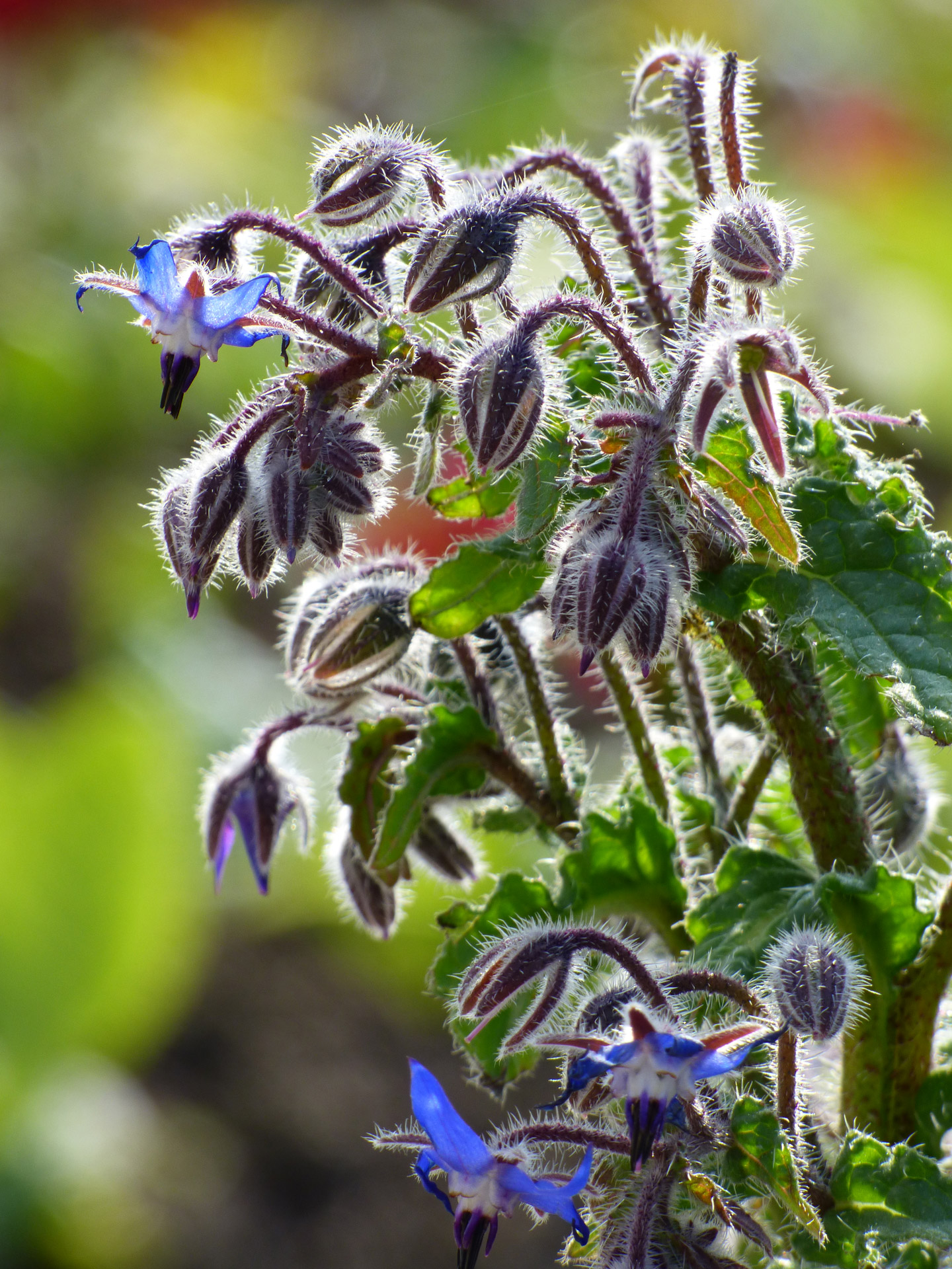 flower stem spring free photo