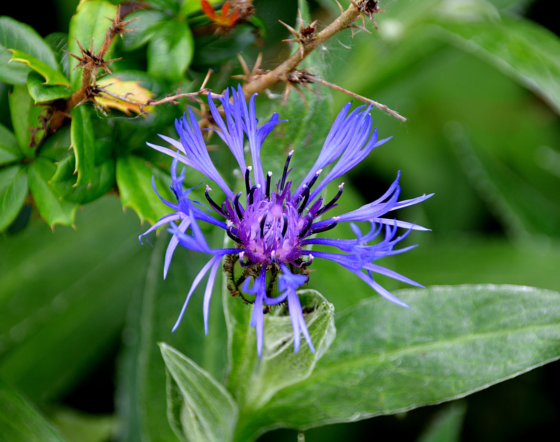flower blue flora free photo