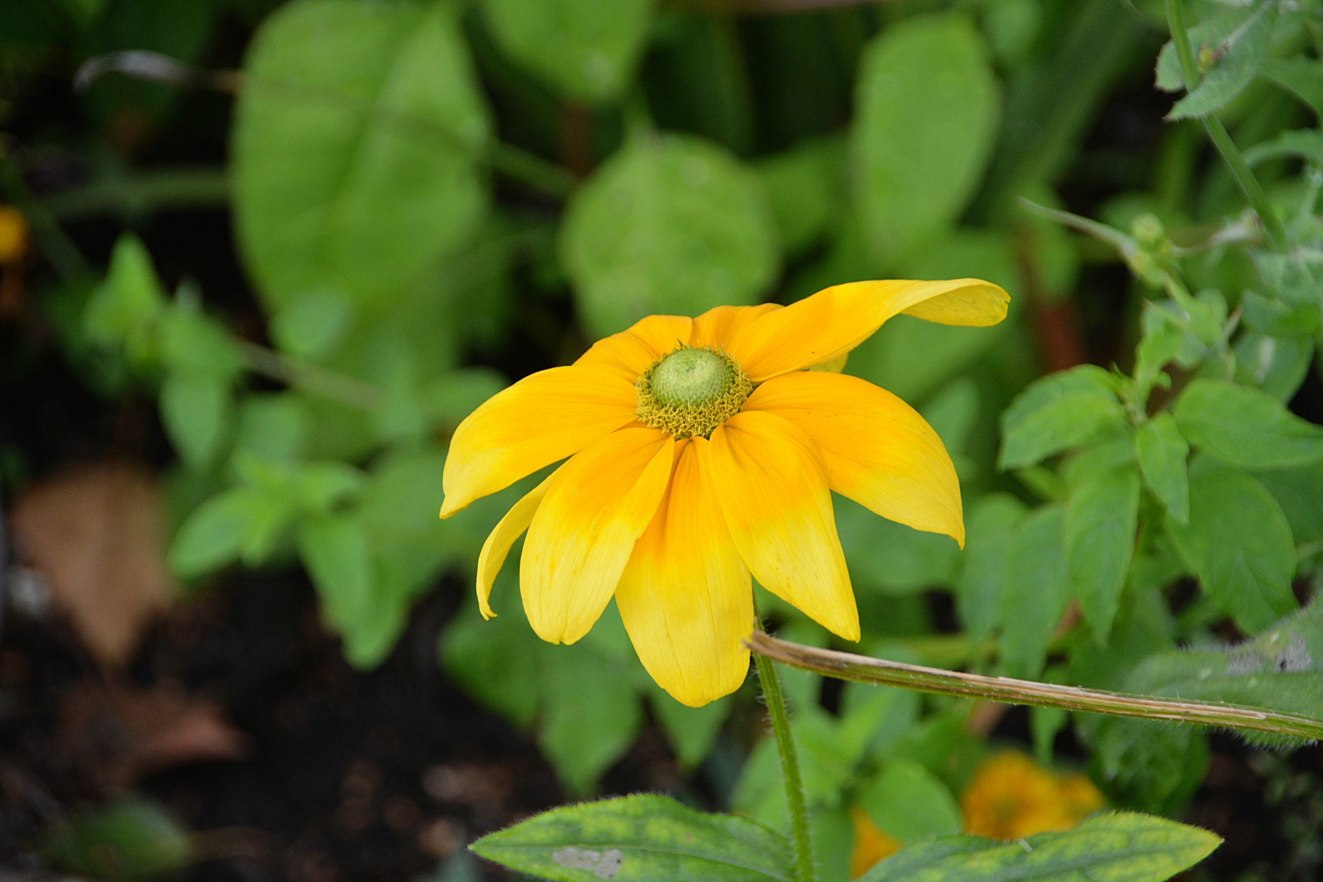 flower sun hat flora free photo