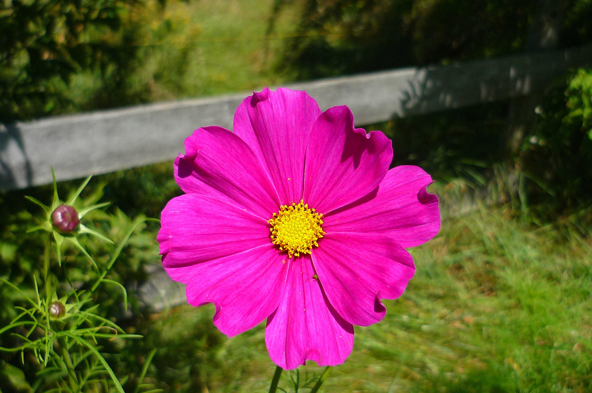 Purple flower,cosmos sonata,cosmos sonata flower (1),free pictures ...