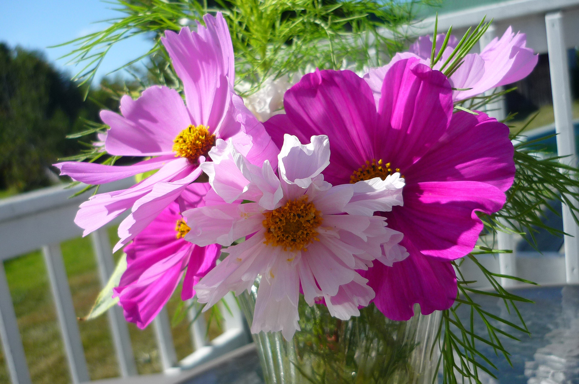 purple flower cosmos sonata bouquet free photo