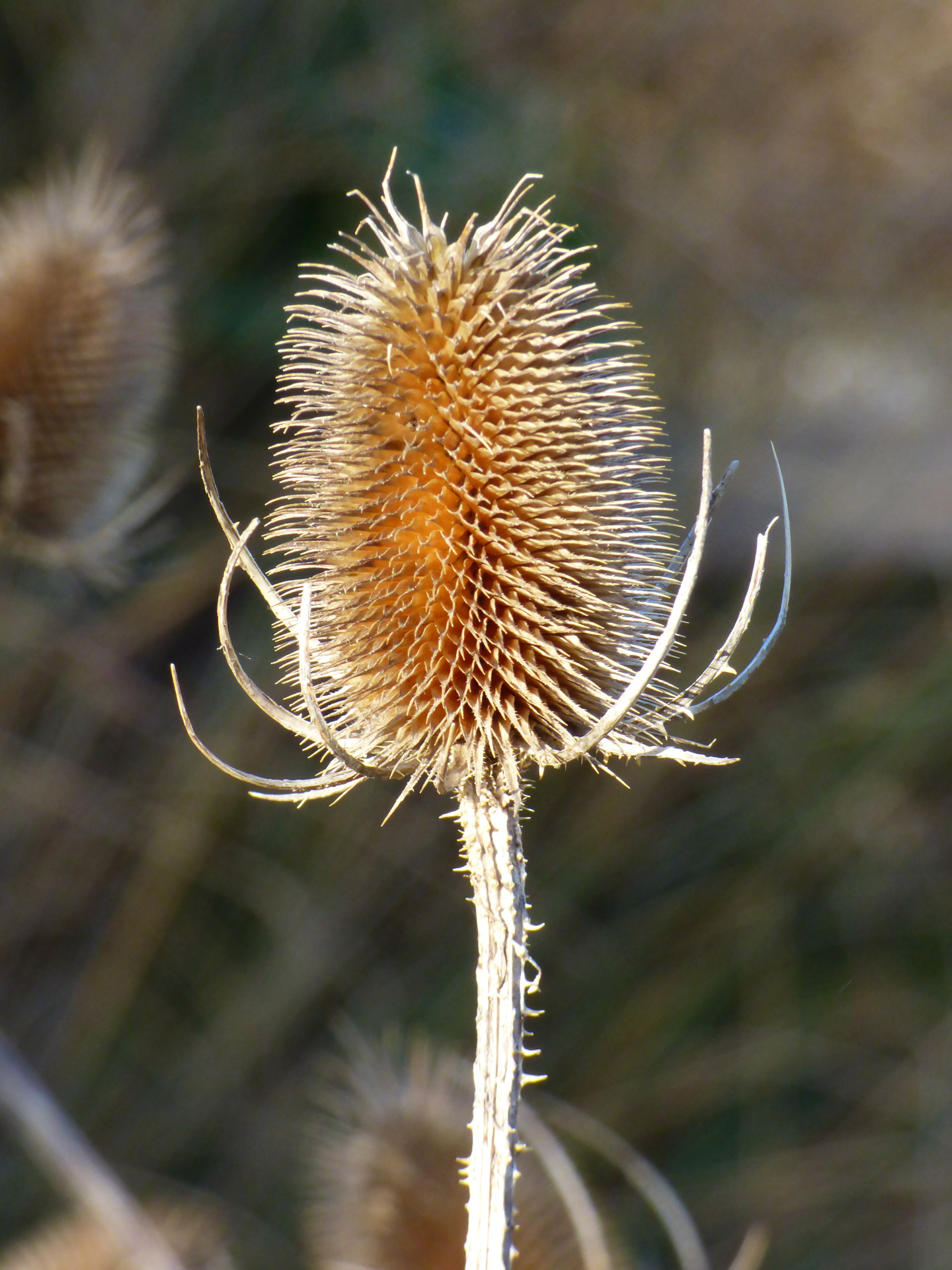 flower stem autumn free photo