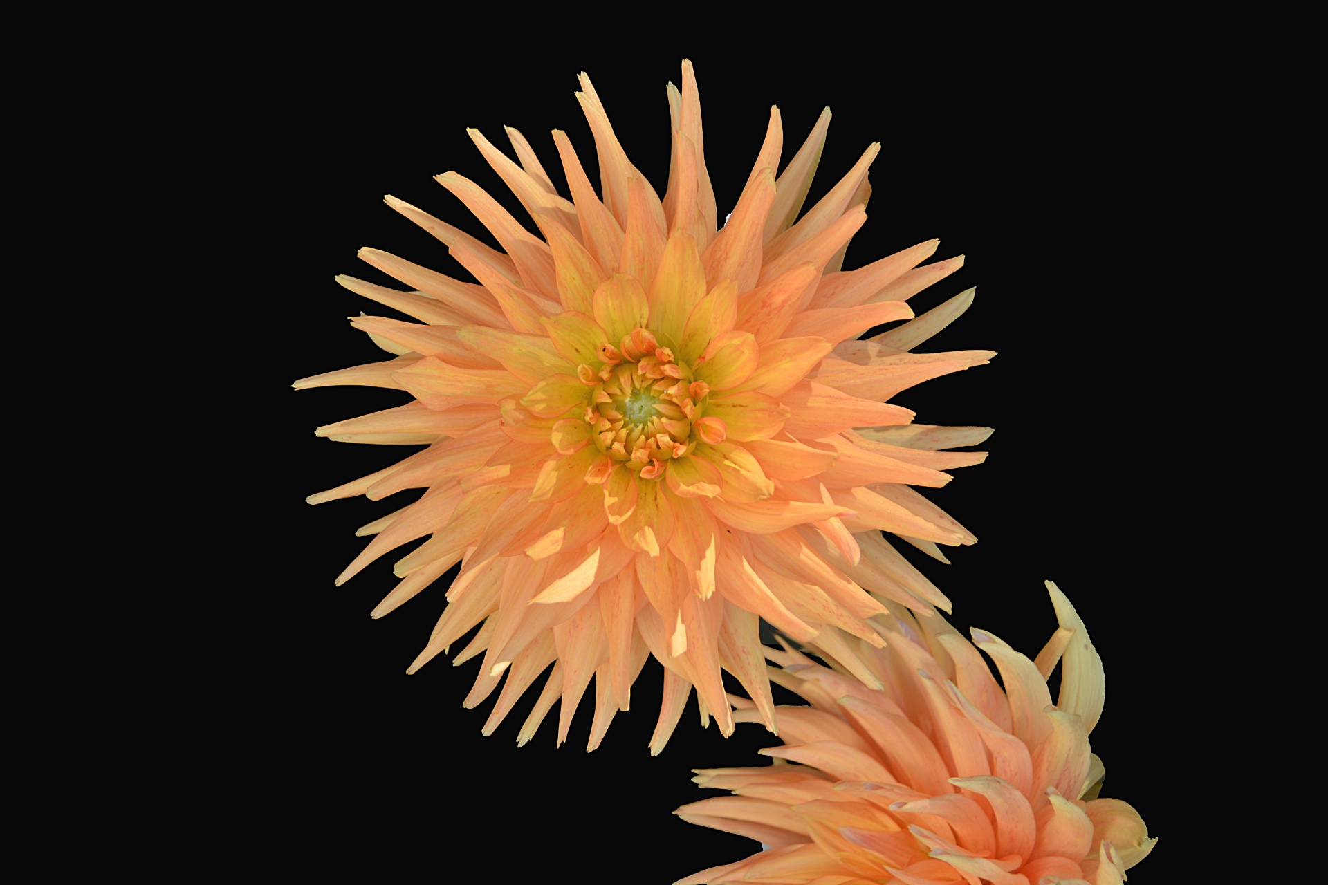 chrysanthemum flower flora free photo
