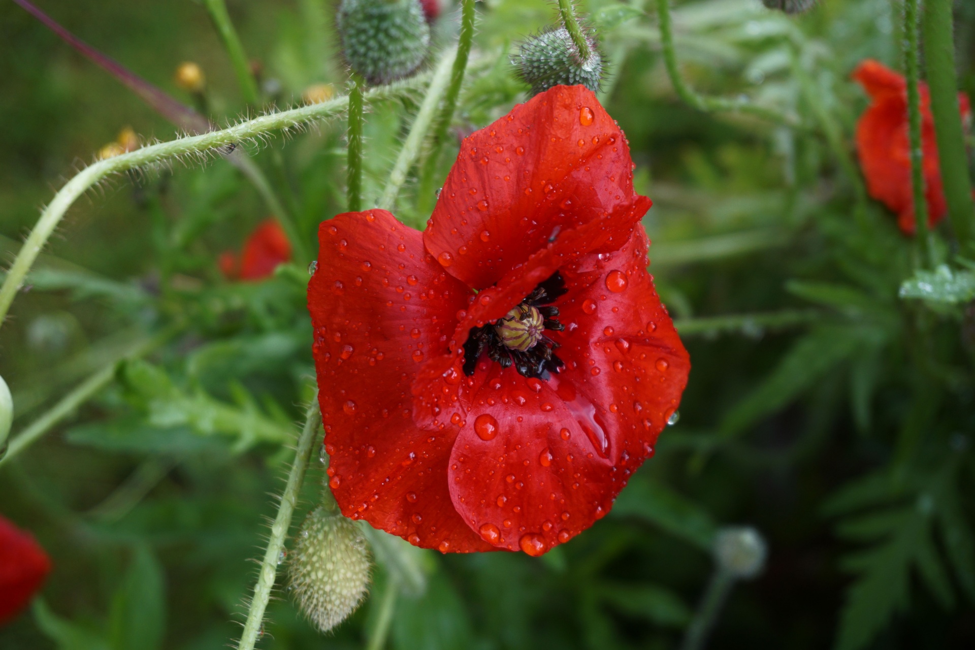 poppy poppy flower botanical free photo