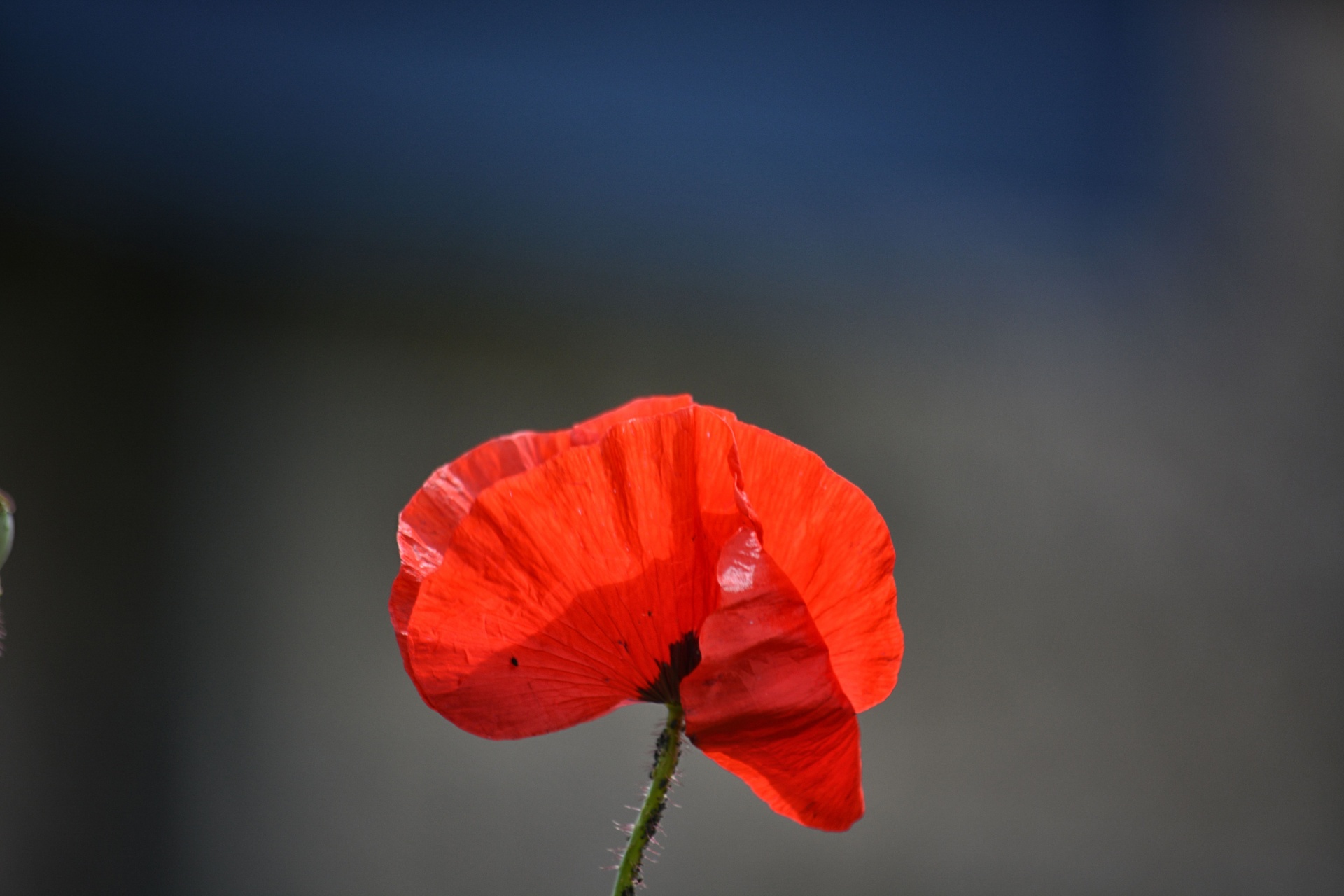 poppy flower flora free photo