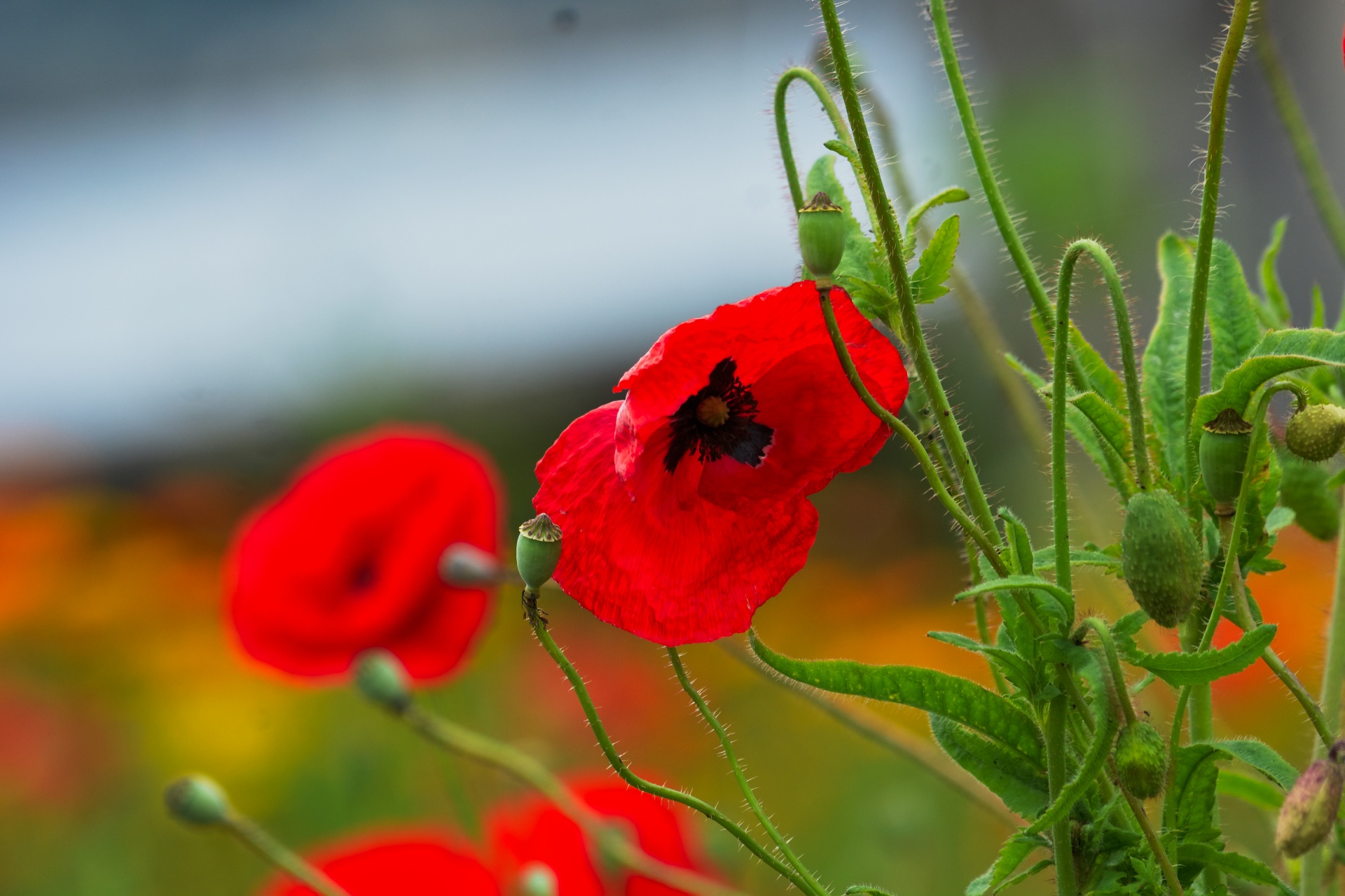 poppies flower flora free photo