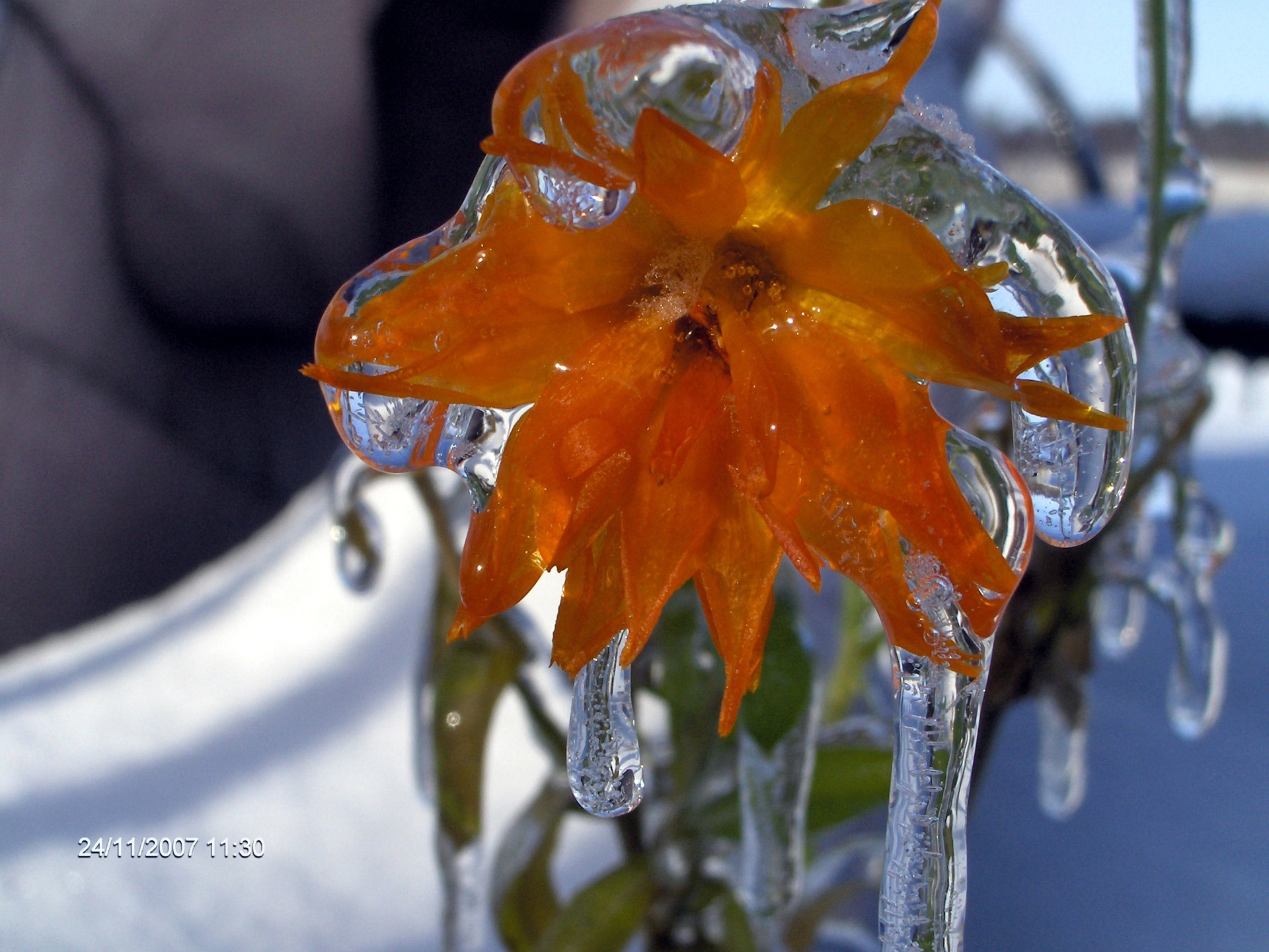 ice frost flower free photo