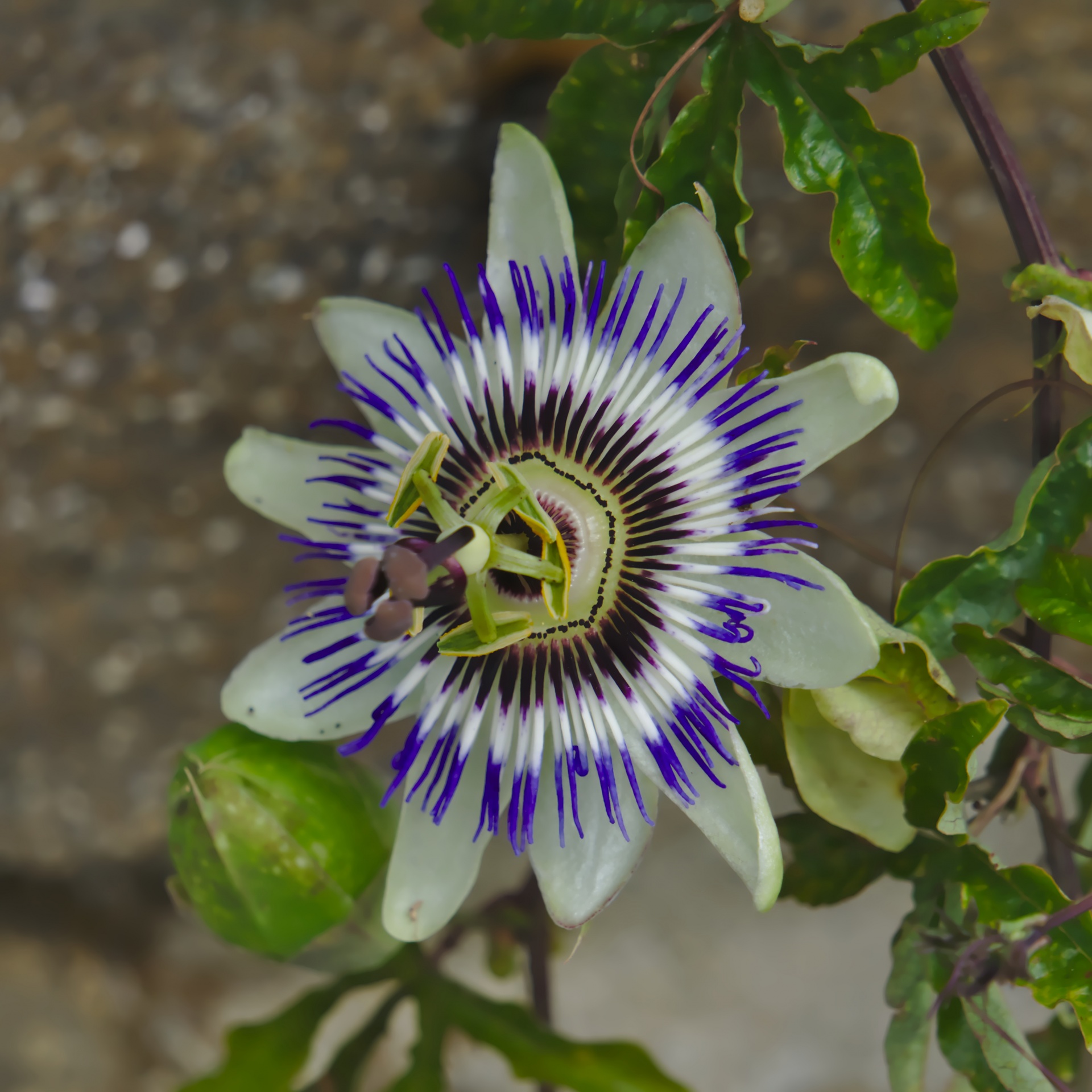 passionflower flower flora free photo