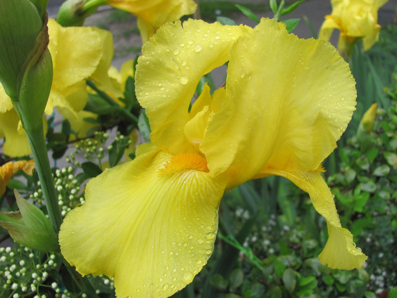 fleur-de-lis spring yellow free photo