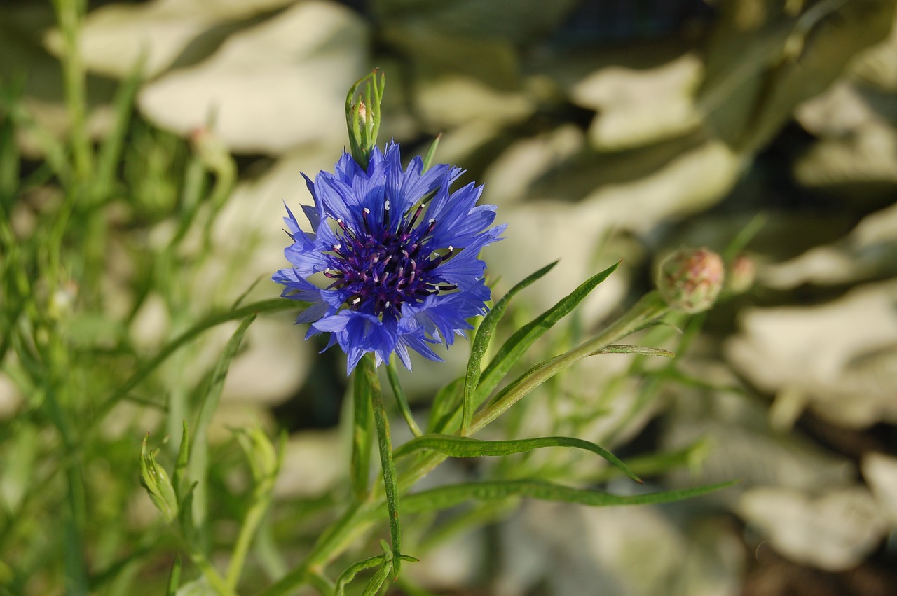 fleur-de-lis  nature  flower free photo