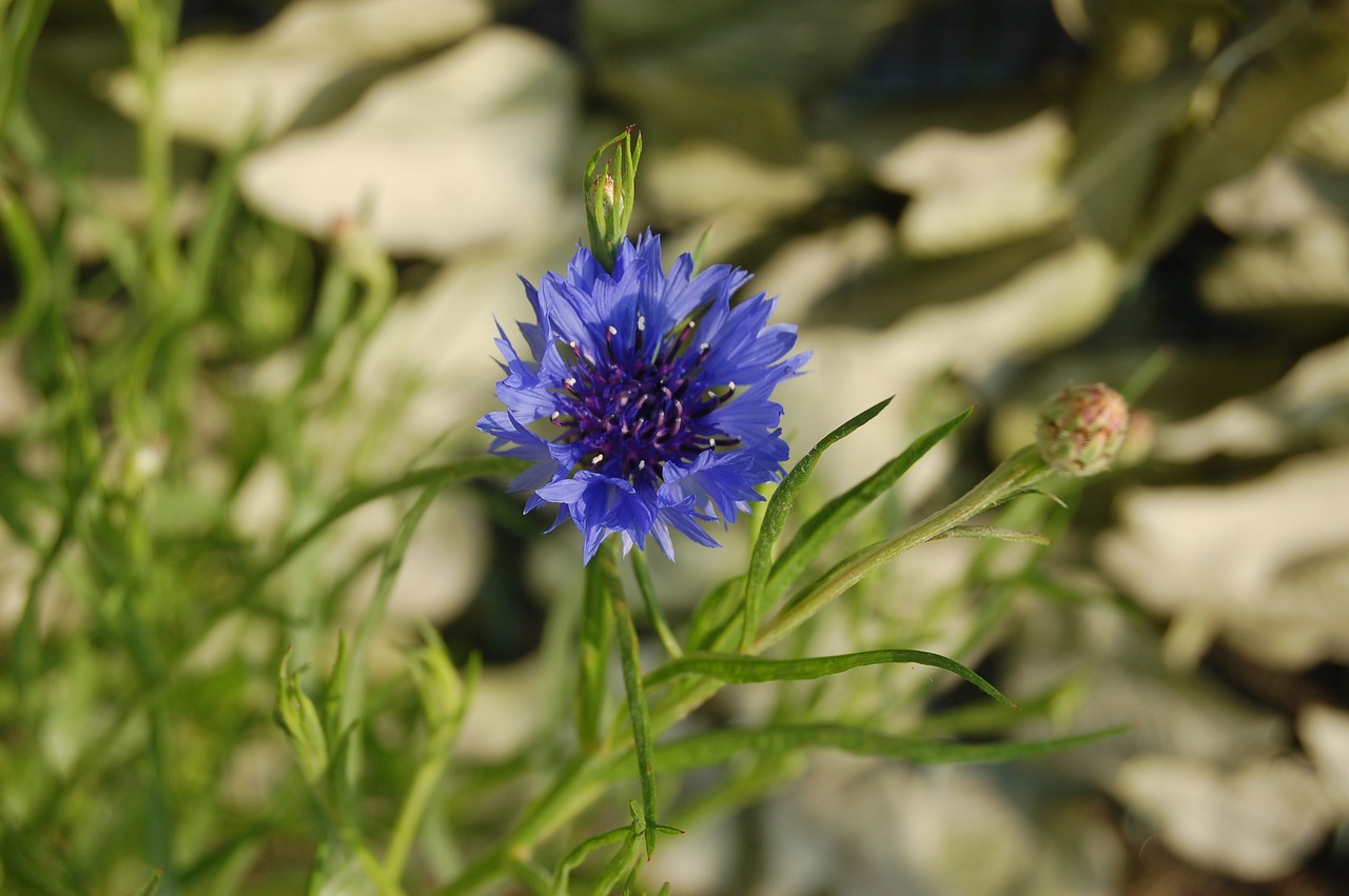 fleur-de-lis  nature  flower free photo