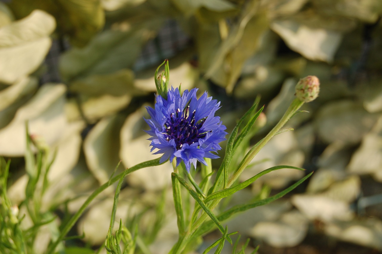 fleur-de-lis  nature  flower free photo