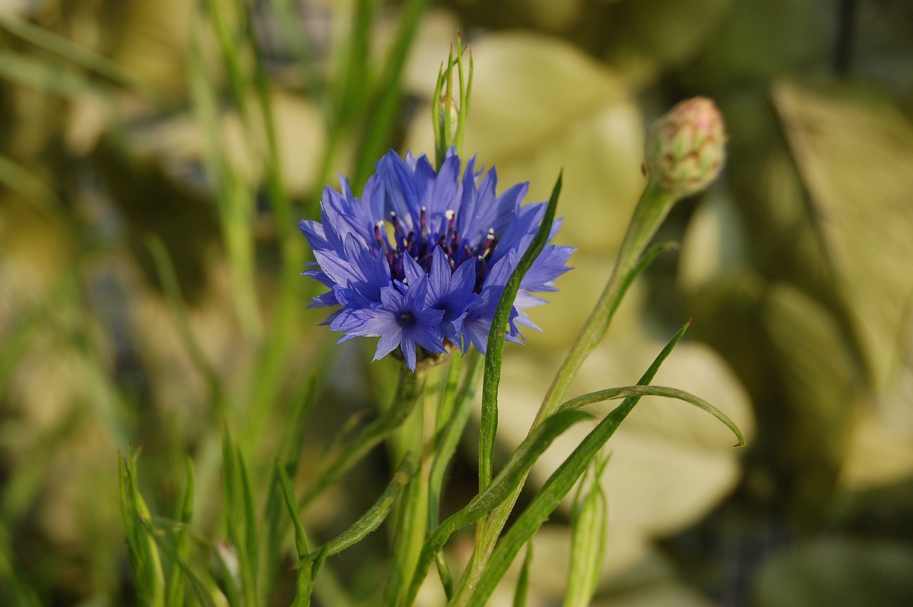 fleur-de-lis  nature  flower free photo