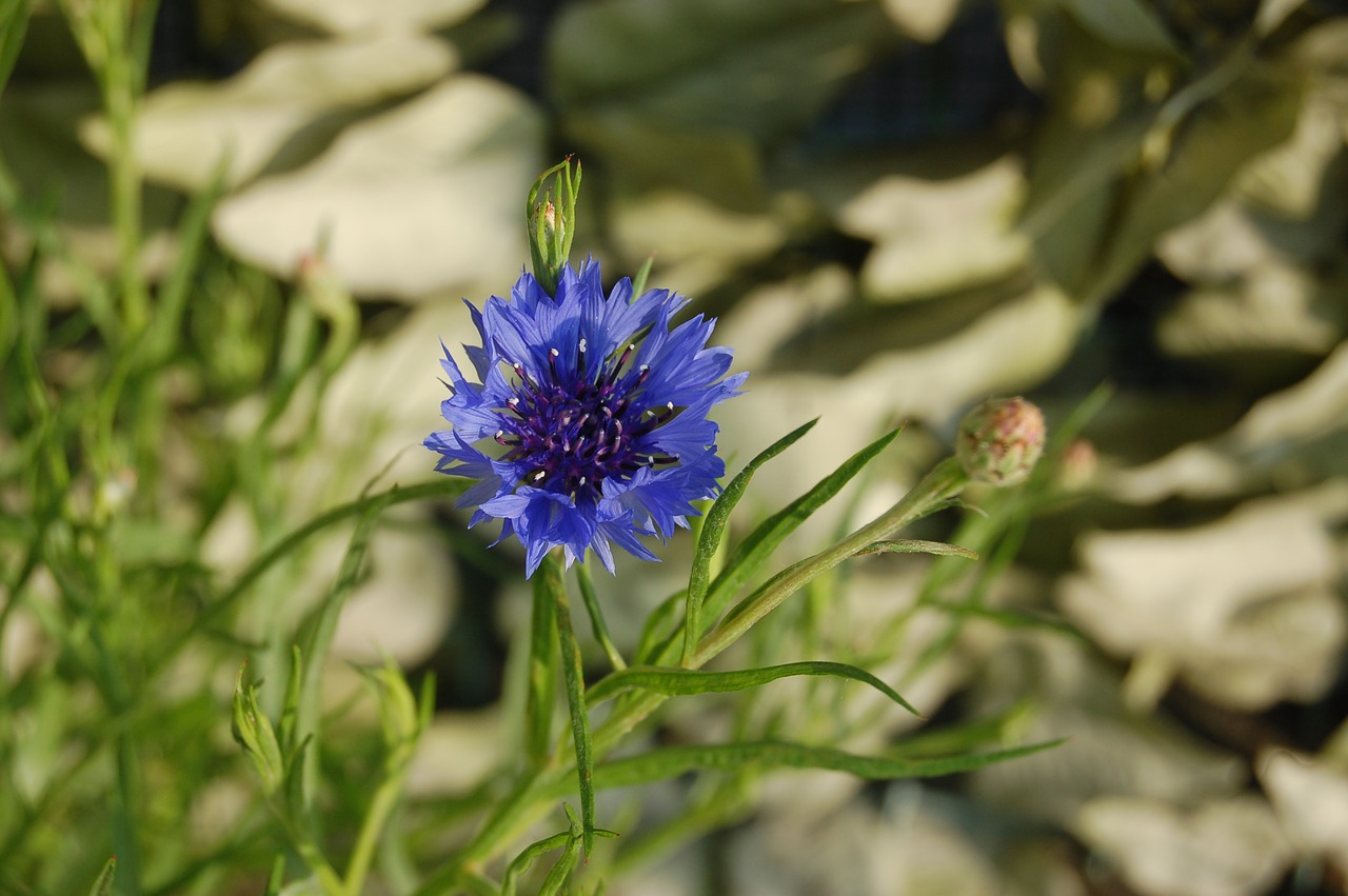 fleur-de-lis  nature  flower free photo