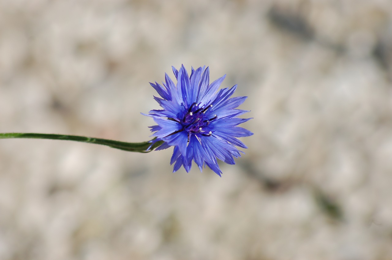 fleur-de-lis  flowers  summer free photo